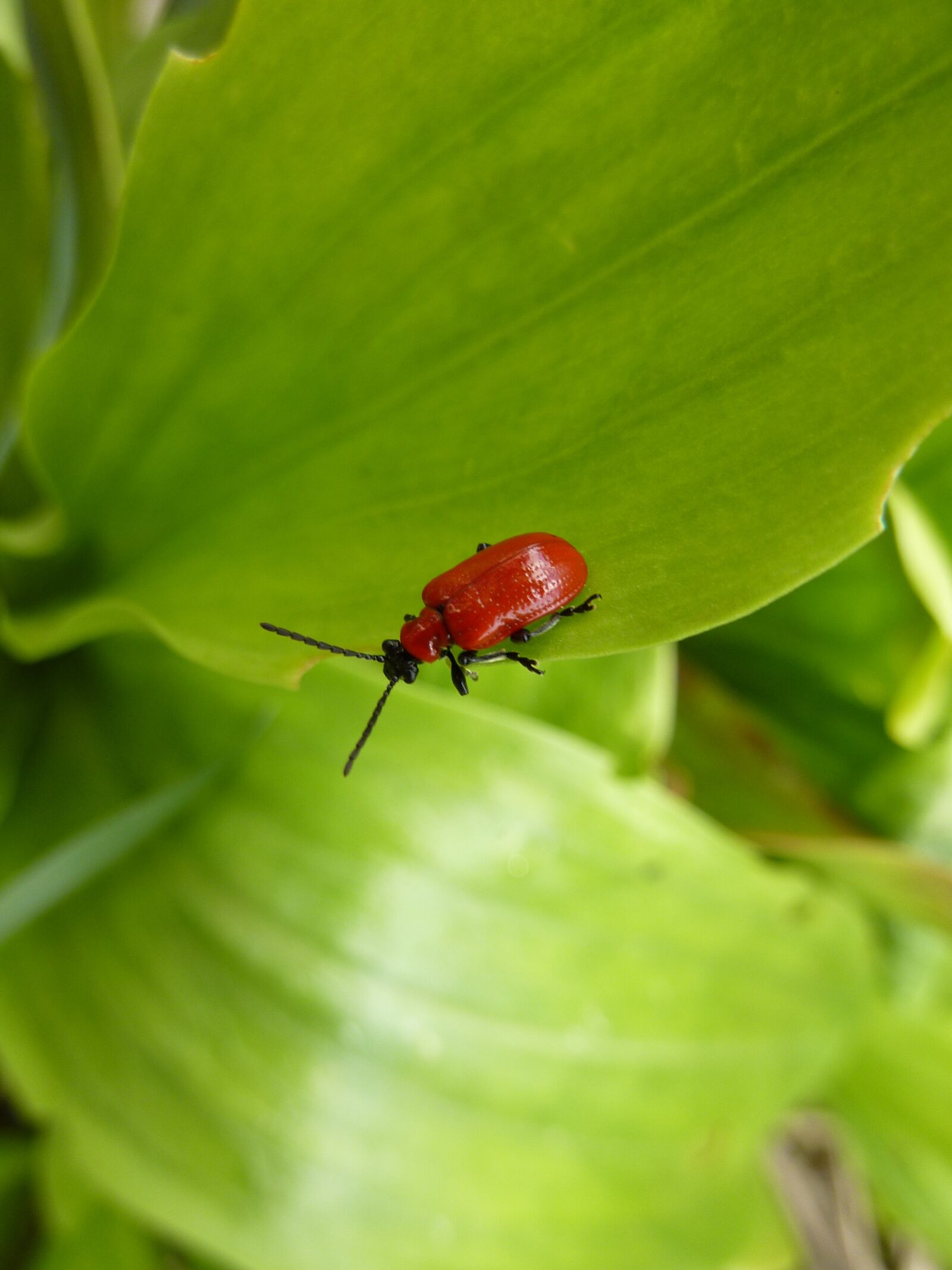 Panasonic DMC-TZ7 sample photo. Biodiversity, ladybug, nature photography