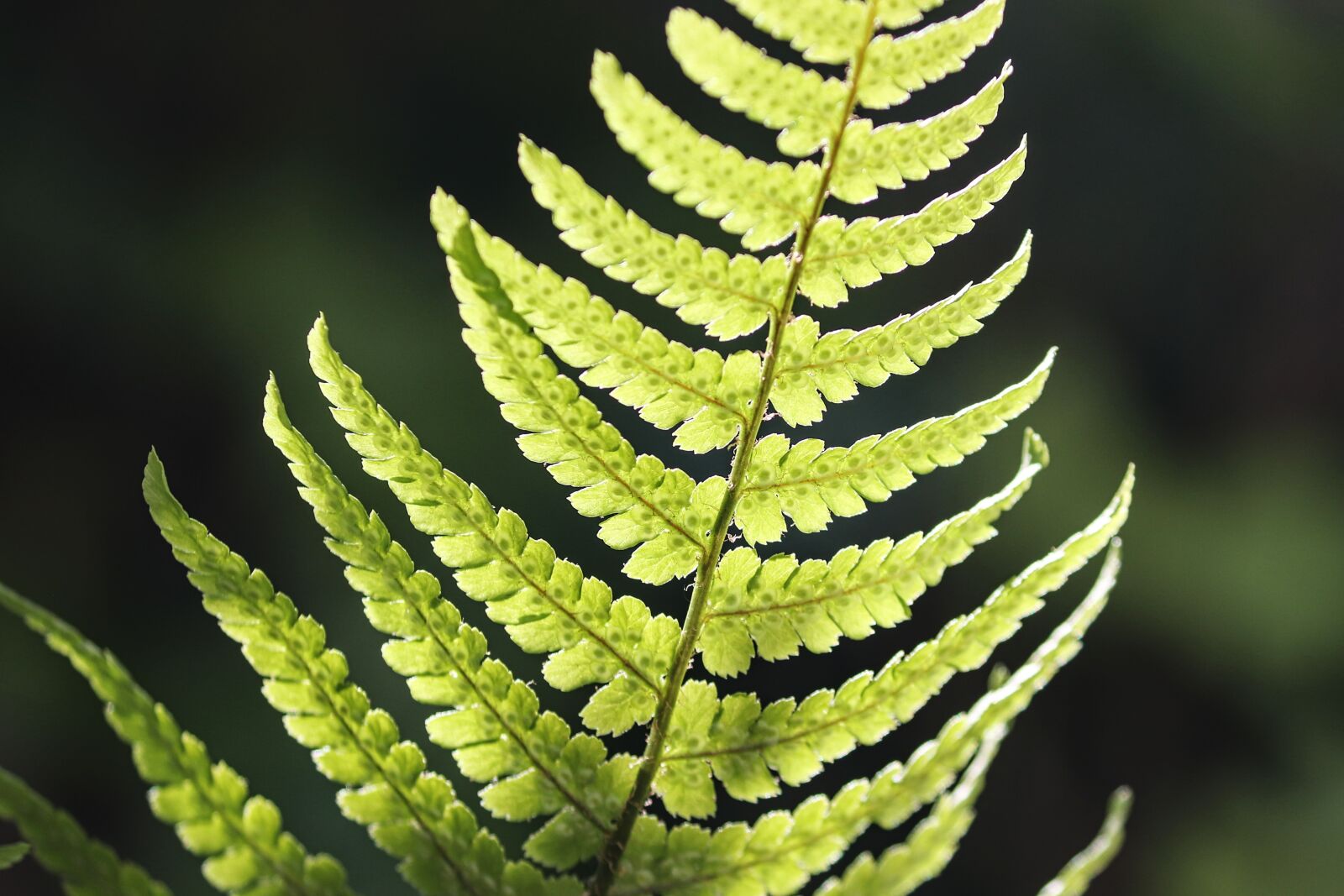 Canon EOS 200D (EOS Rebel SL2 / EOS Kiss X9) sample photo. Fern, fern leaf, sporangia photography
