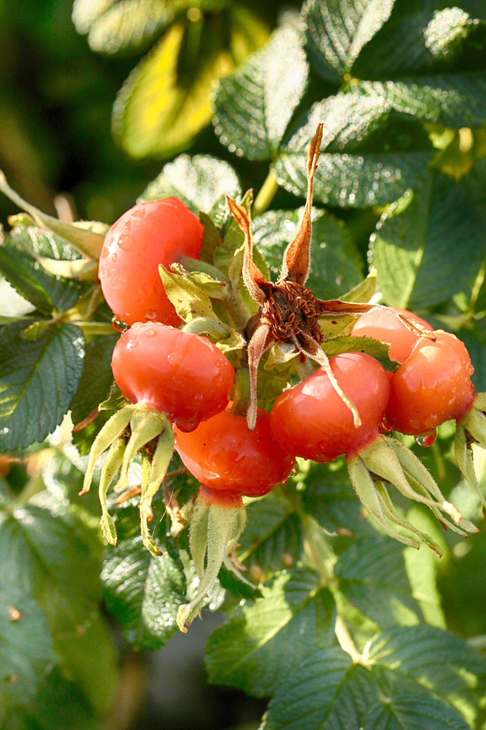 Canon EOS 7D Mark II sample photo. Rose hip, herb, plant photography