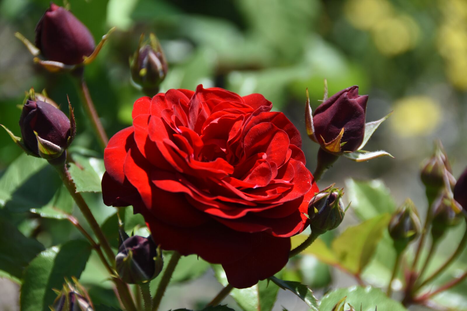 Nikon D7200 sample photo. Rose, red, plants photography