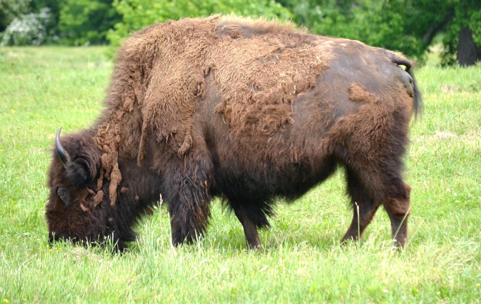 Nikon D3100 sample photo. Buffalo, animal, bison photography