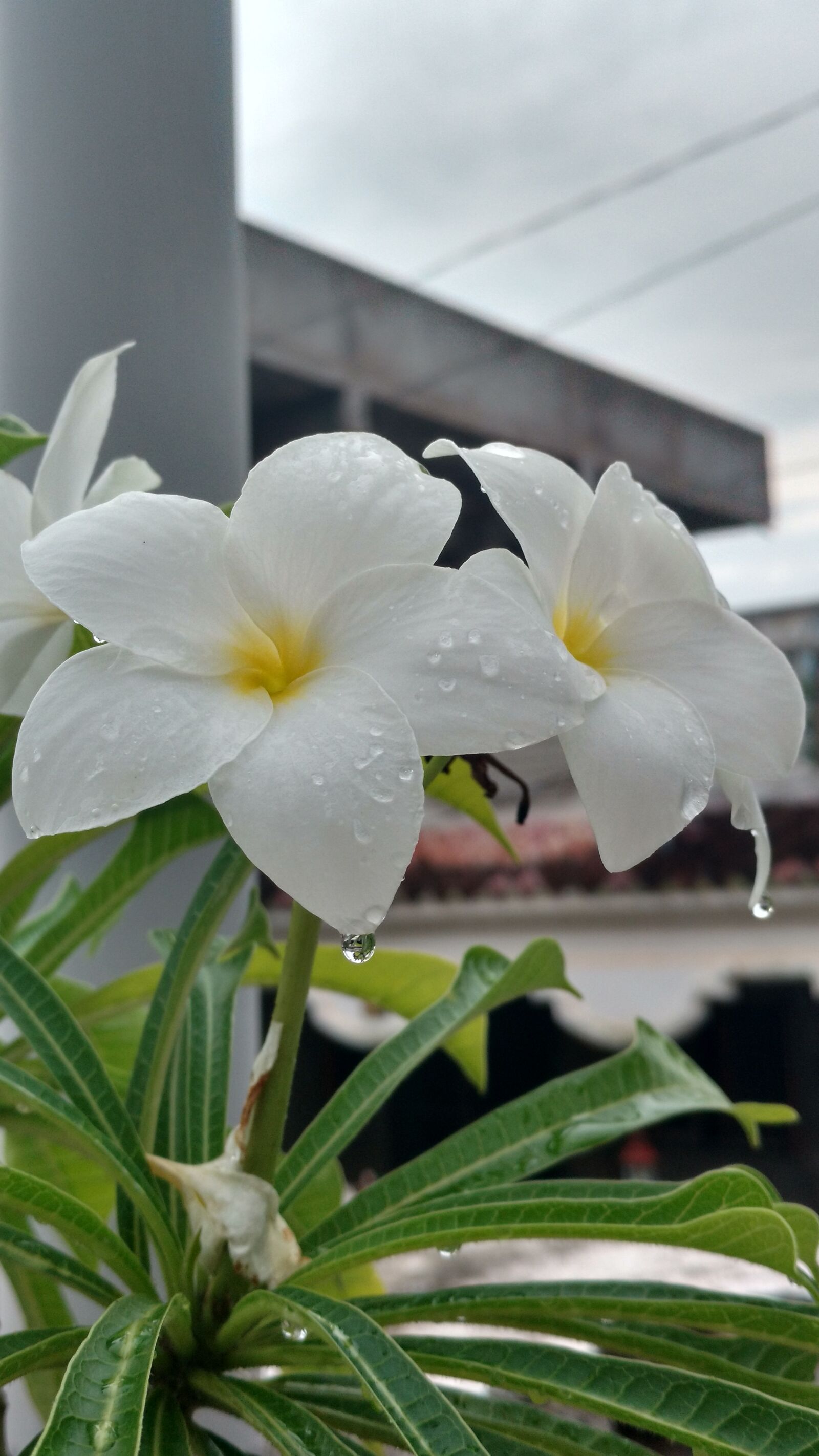 Motorola Moto X Play sample photo. Flower, rain, cloud photography