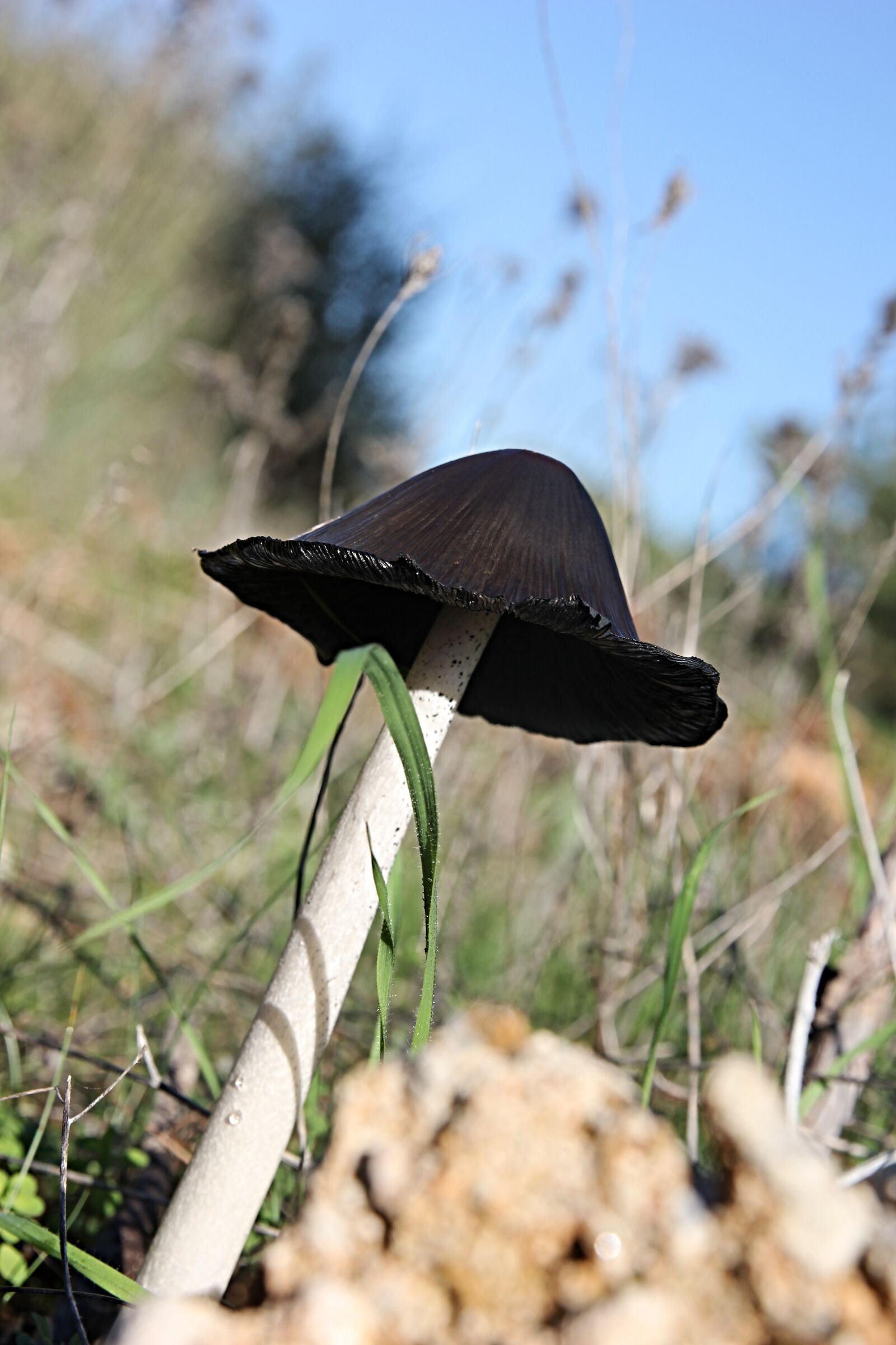 Canon EF 24-70mm F2.8L II USM sample photo. Mushroom, nature, forest photography