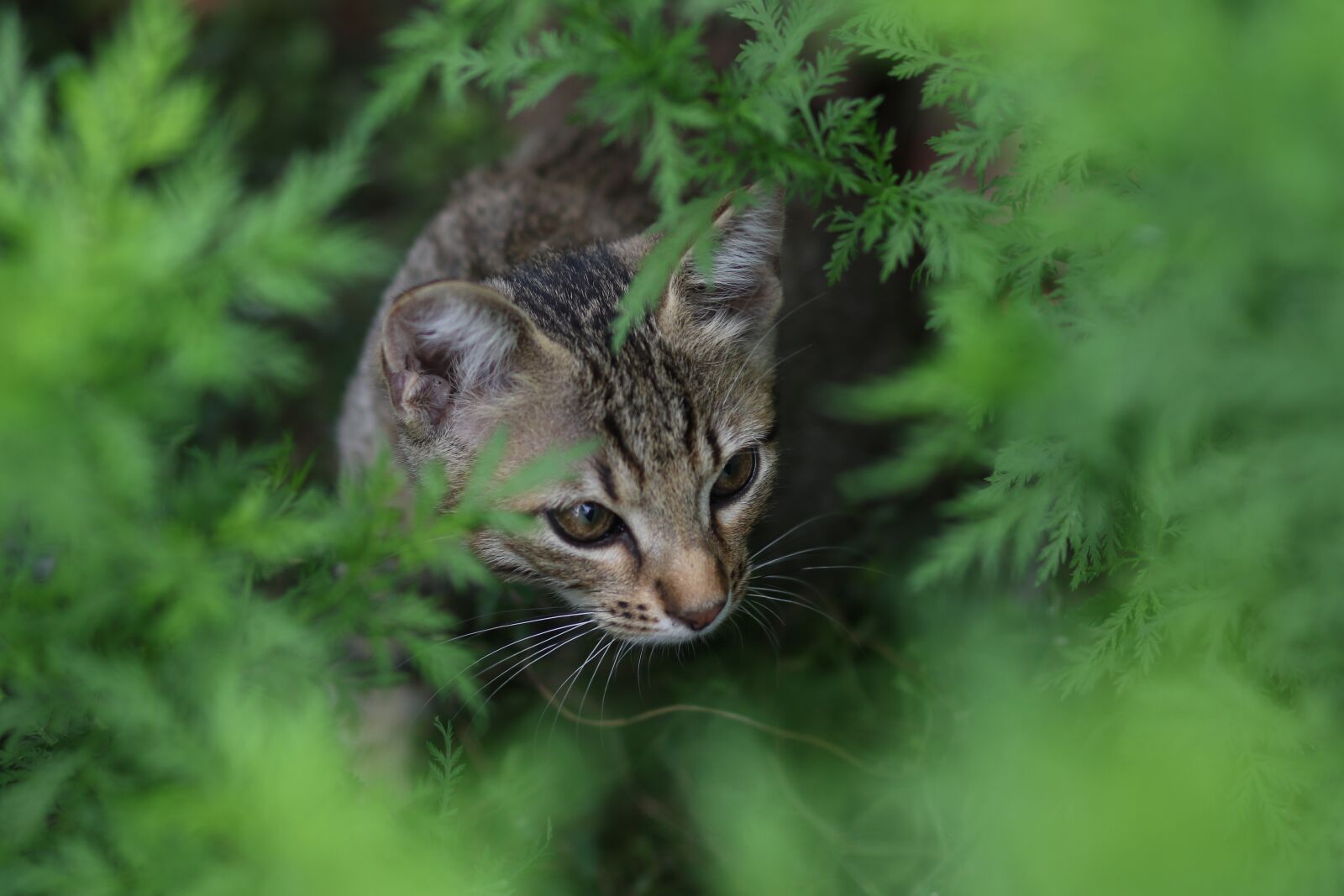 Canon EF 85mm F1.8 USM sample photo. Cat, hidden, nice photography