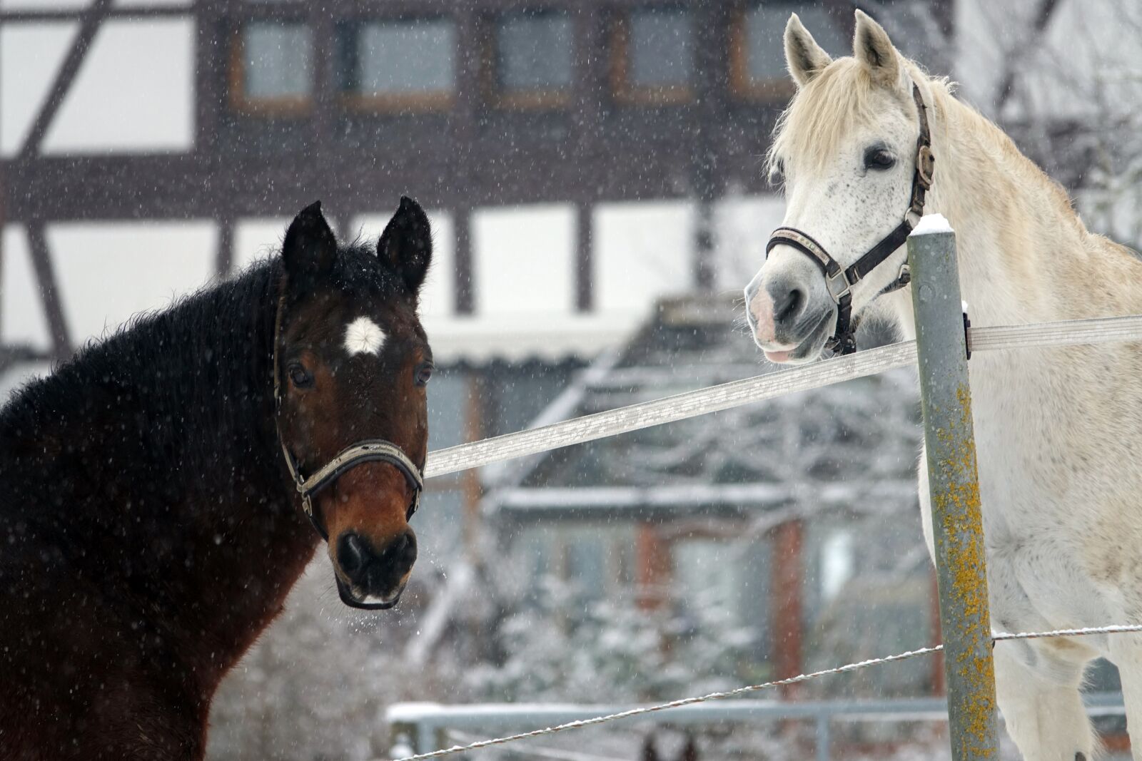 Sony Cyber-shot DSC-RX10 III sample photo. Horses, snow, farmhouse photography