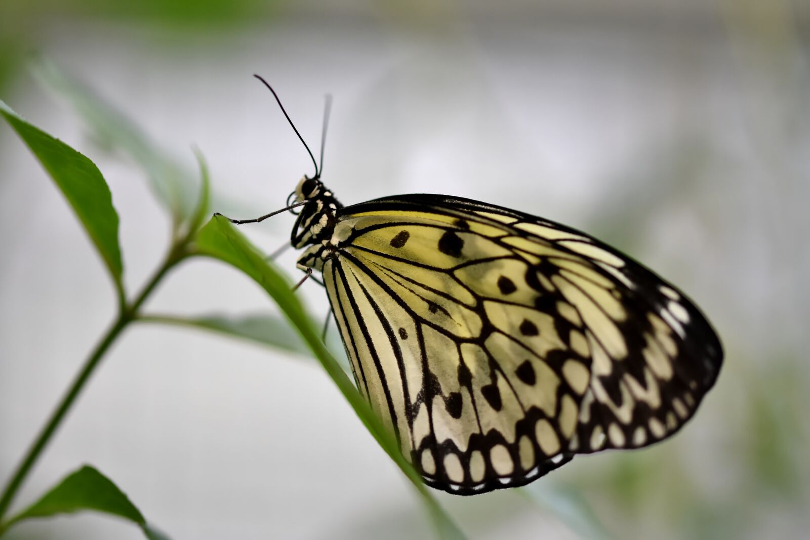 Nikon D7200 sample photo. Butterfly, tropical butterfly, exotic photography