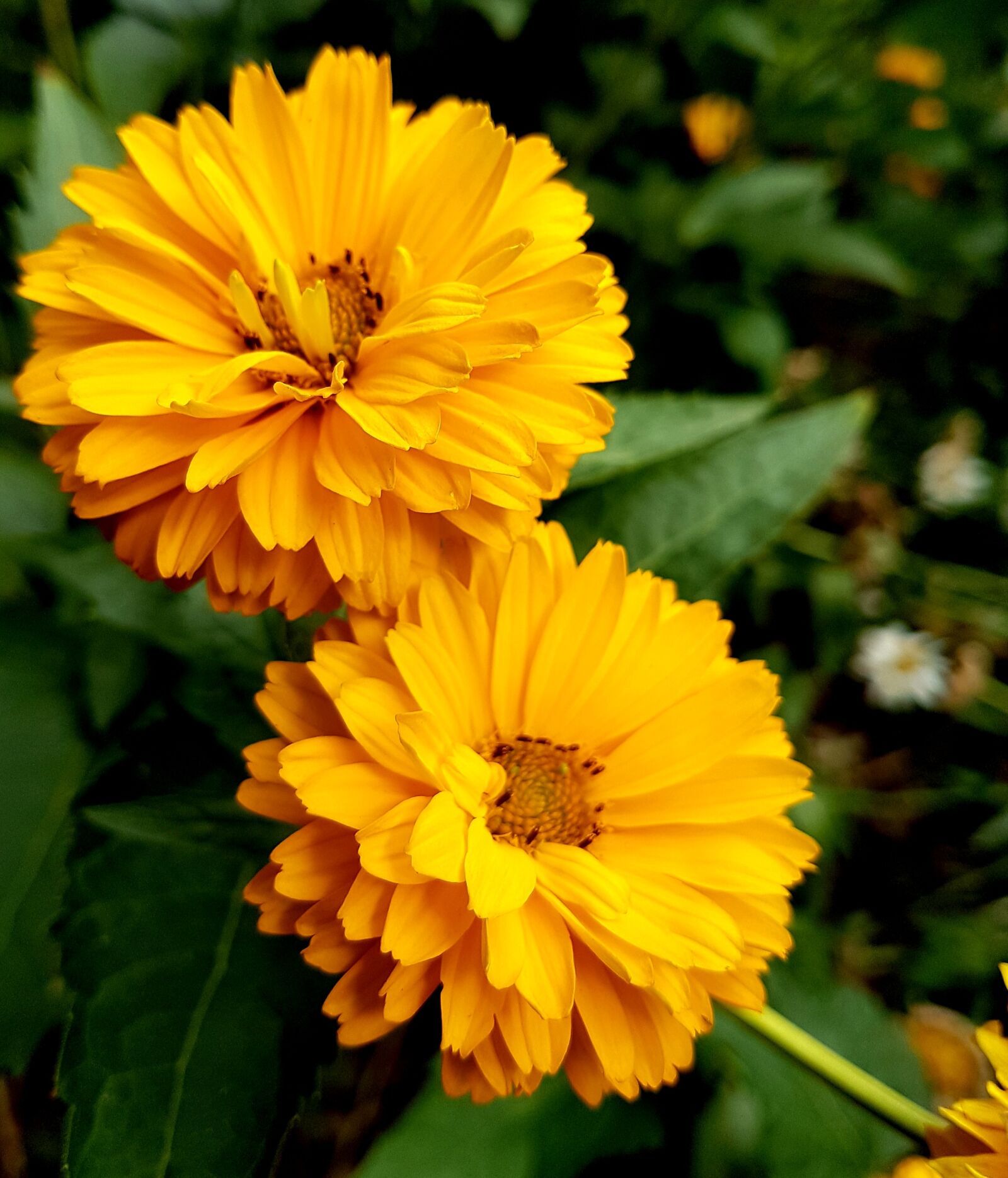 Samsung Galaxy S7 Edge sample photo. Flower, bloom, yellow photography