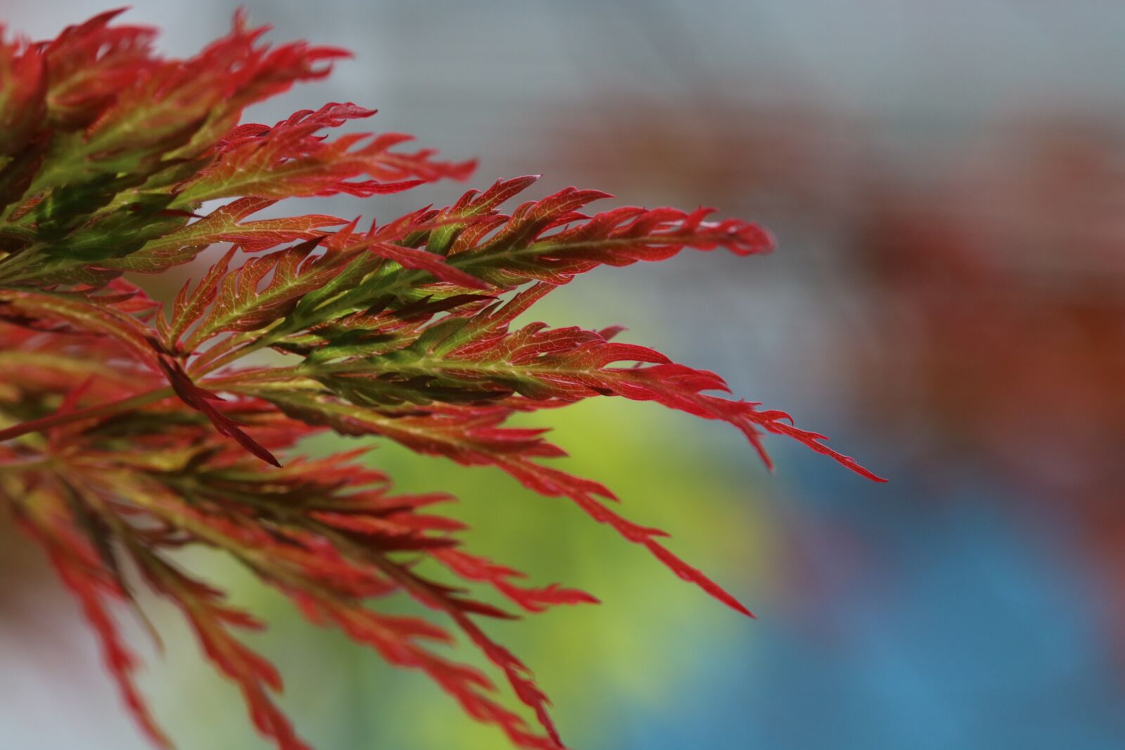 Canon EOS 750D (EOS Rebel T6i / EOS Kiss X8i) sample photo. Autumn leaves, weeping maple photography