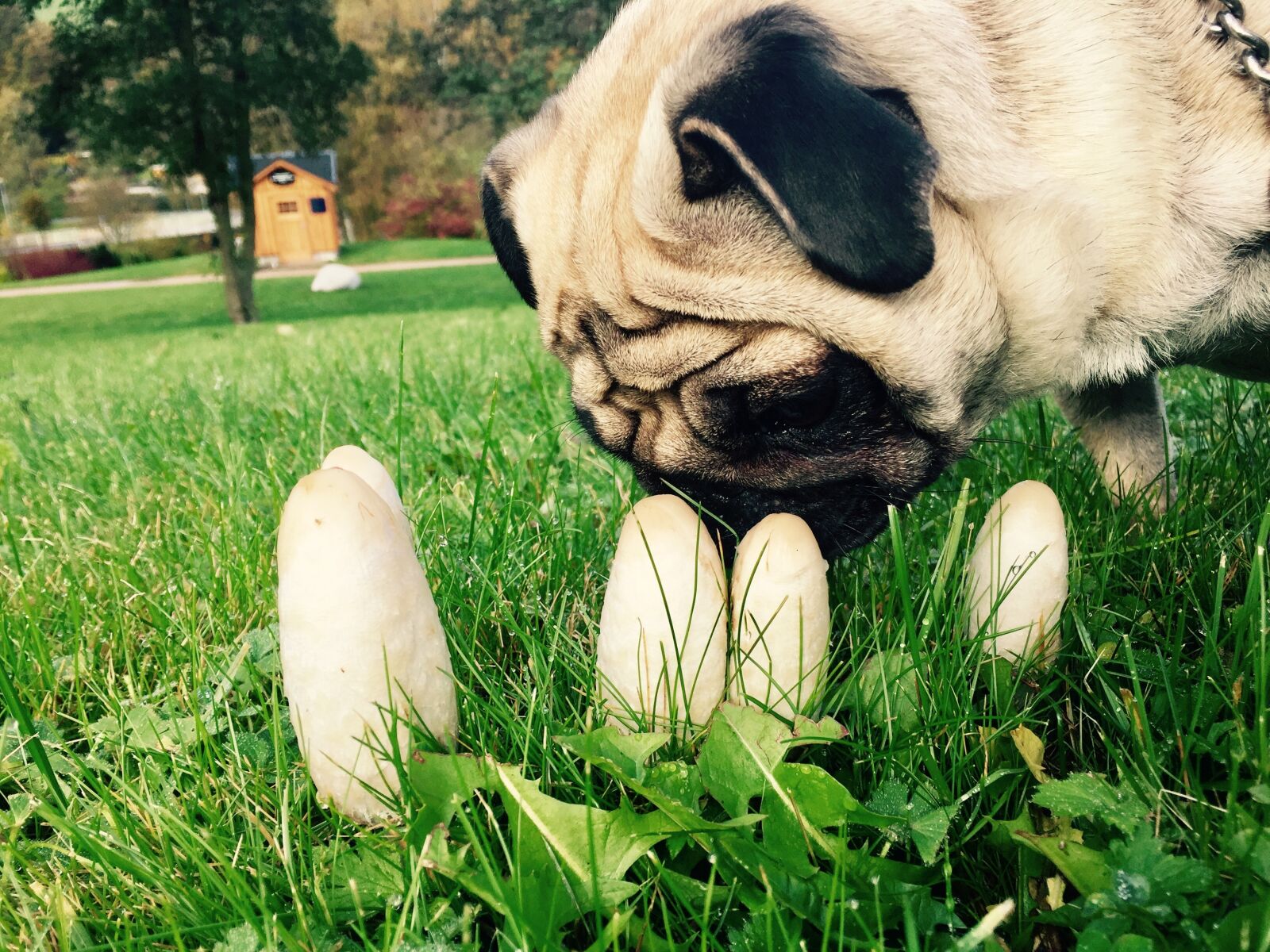 Apple iPhone 6 sample photo. Pug, autumn, mushrooms photography