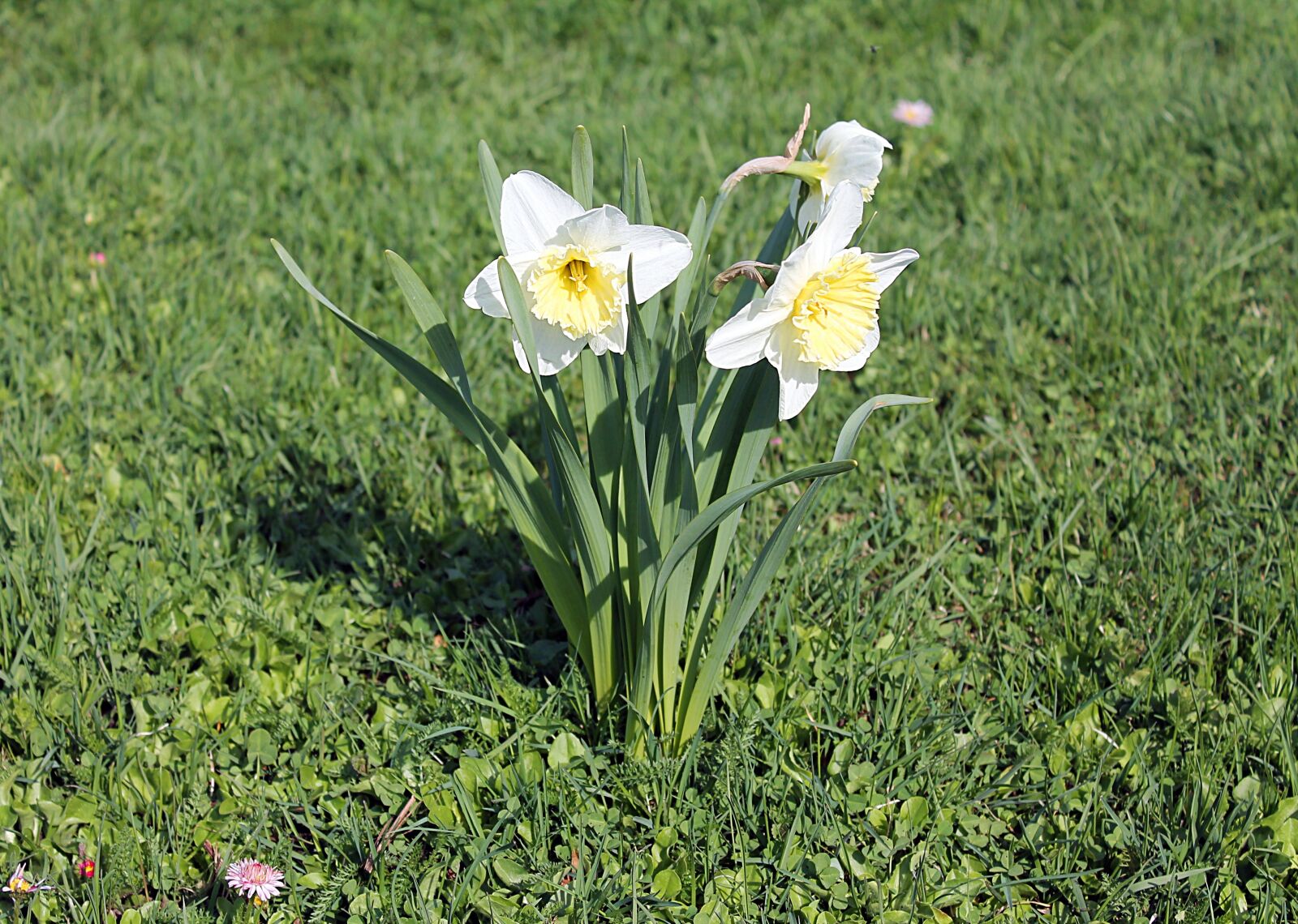 Canon EOS 1100D (EOS Rebel T3 / EOS Kiss X50) sample photo. Narcissus, daffodils, amaryllidaceae photography