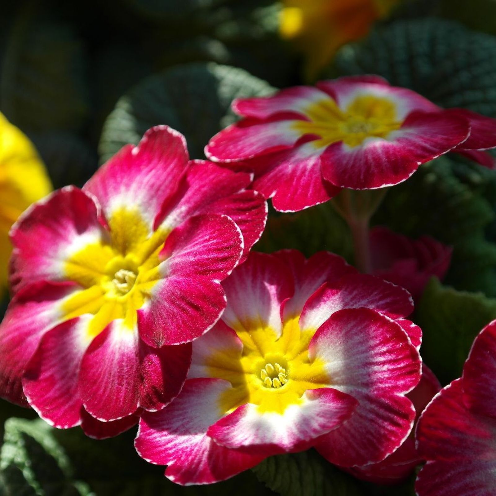 Samsung NX20 sample photo. Primrose, flower, spring photography