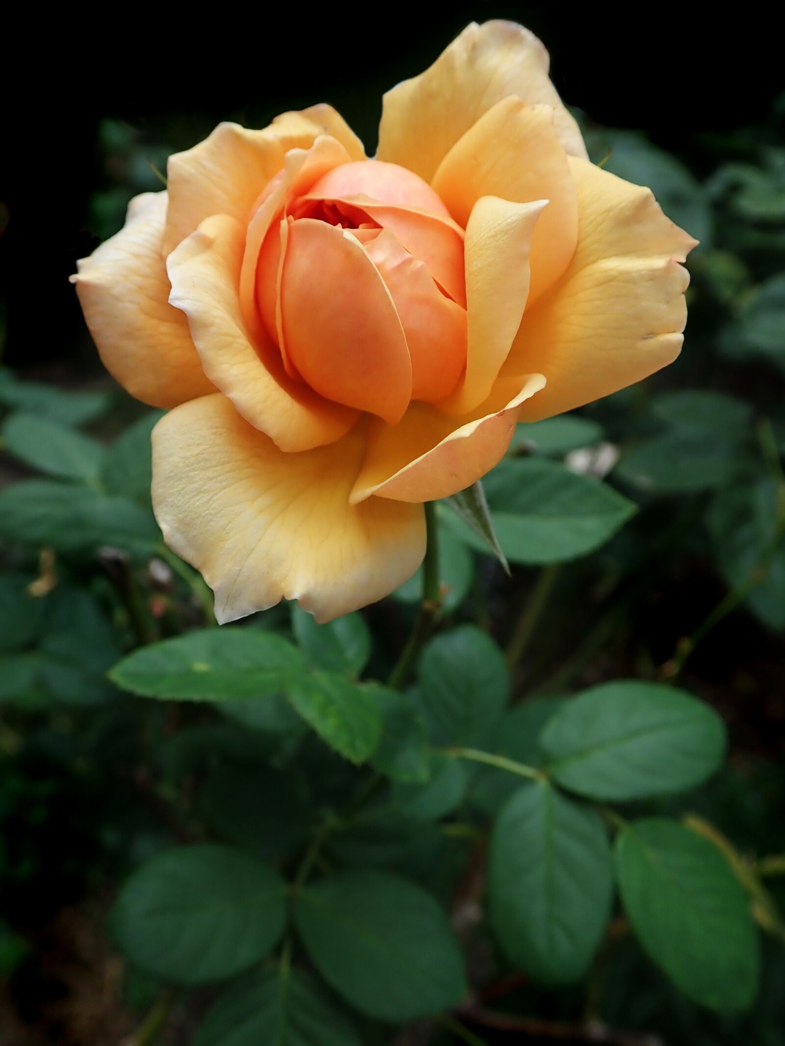 Olympus TG-5 sample photo. Rose, yellow, flower photography