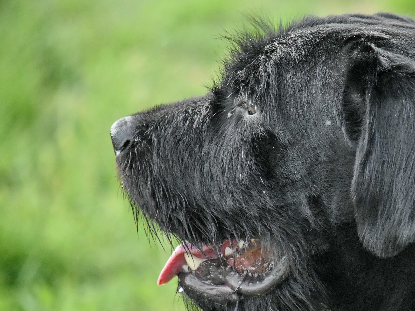 Nikon D5500 sample photo. Schnauzer, canine, portrait, dog photography