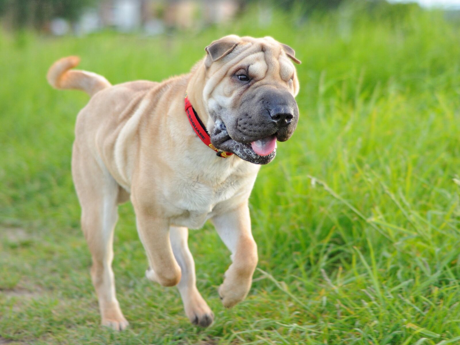 Nikon D300 sample photo. Dog, sharpei, run photography