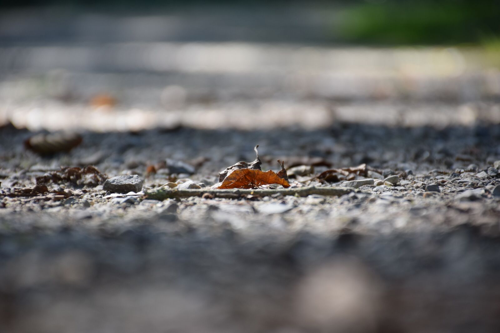 Nikon D5300 sample photo. Leaf, autumn, leaves photography