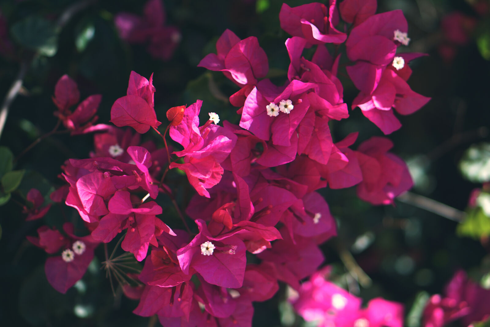 Sony a6000 + E 50mm F1.8 OSS sample photo. Pink, bougainvillea, flower photography