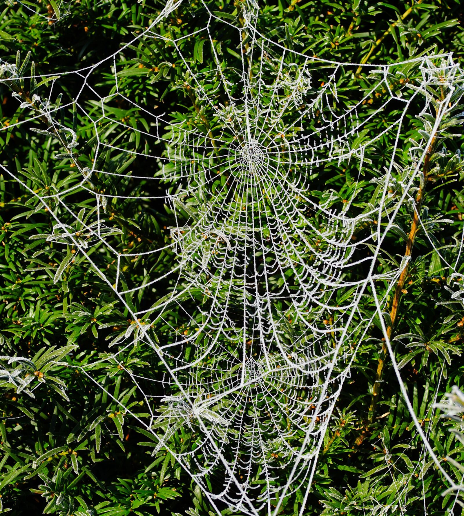105mm F2.8 sample photo. Winter, hedge, cobwebs photography