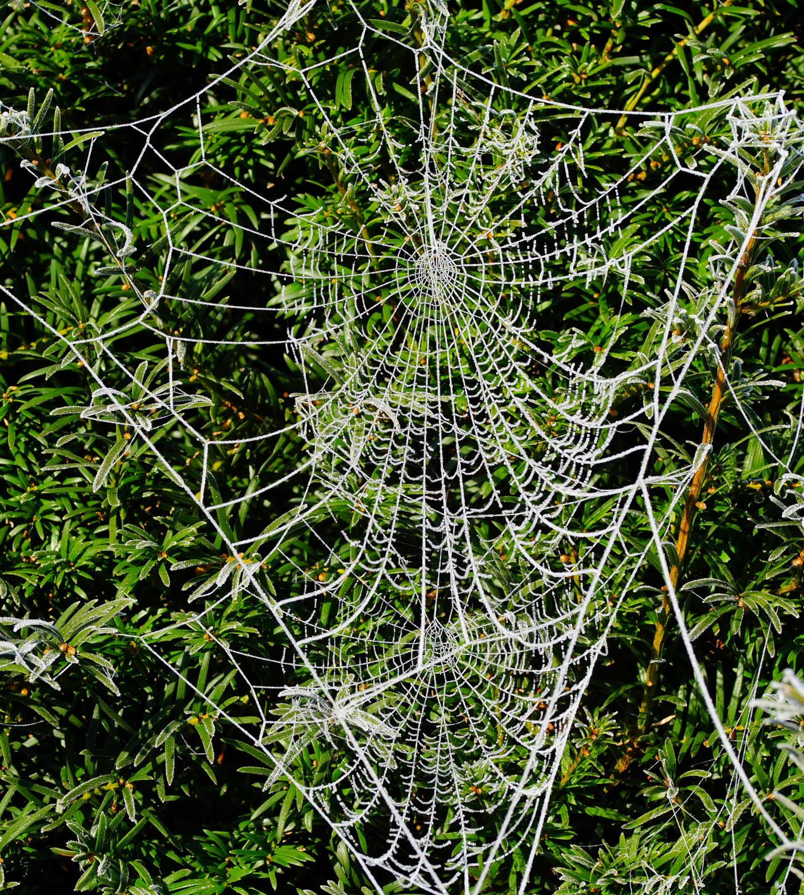 Sony a99 II + 105mm F2.8 sample photo. Winter, hedge, cobwebs photography