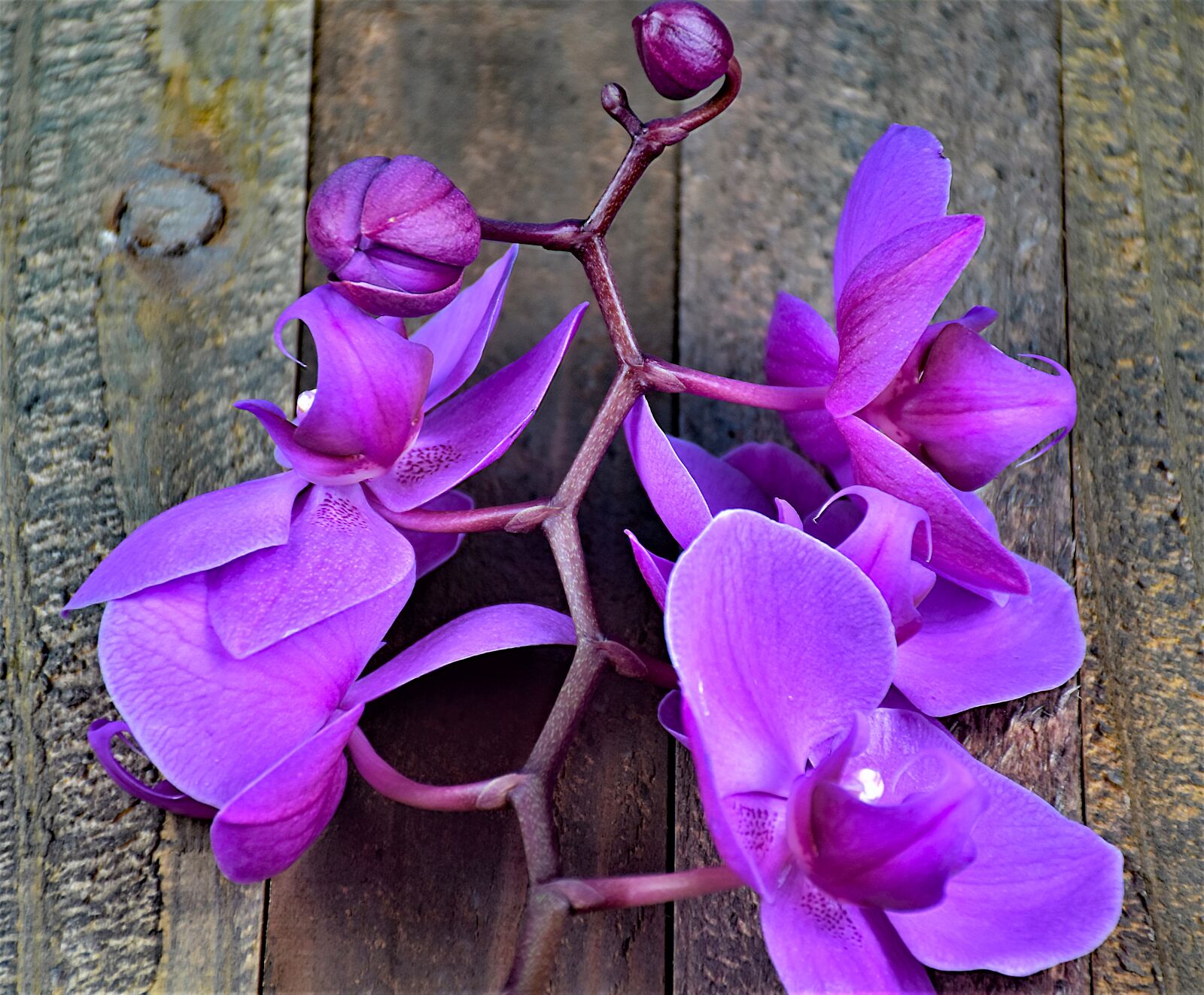 Nikon D5500 sample photo. Orchid, flower, purple photography