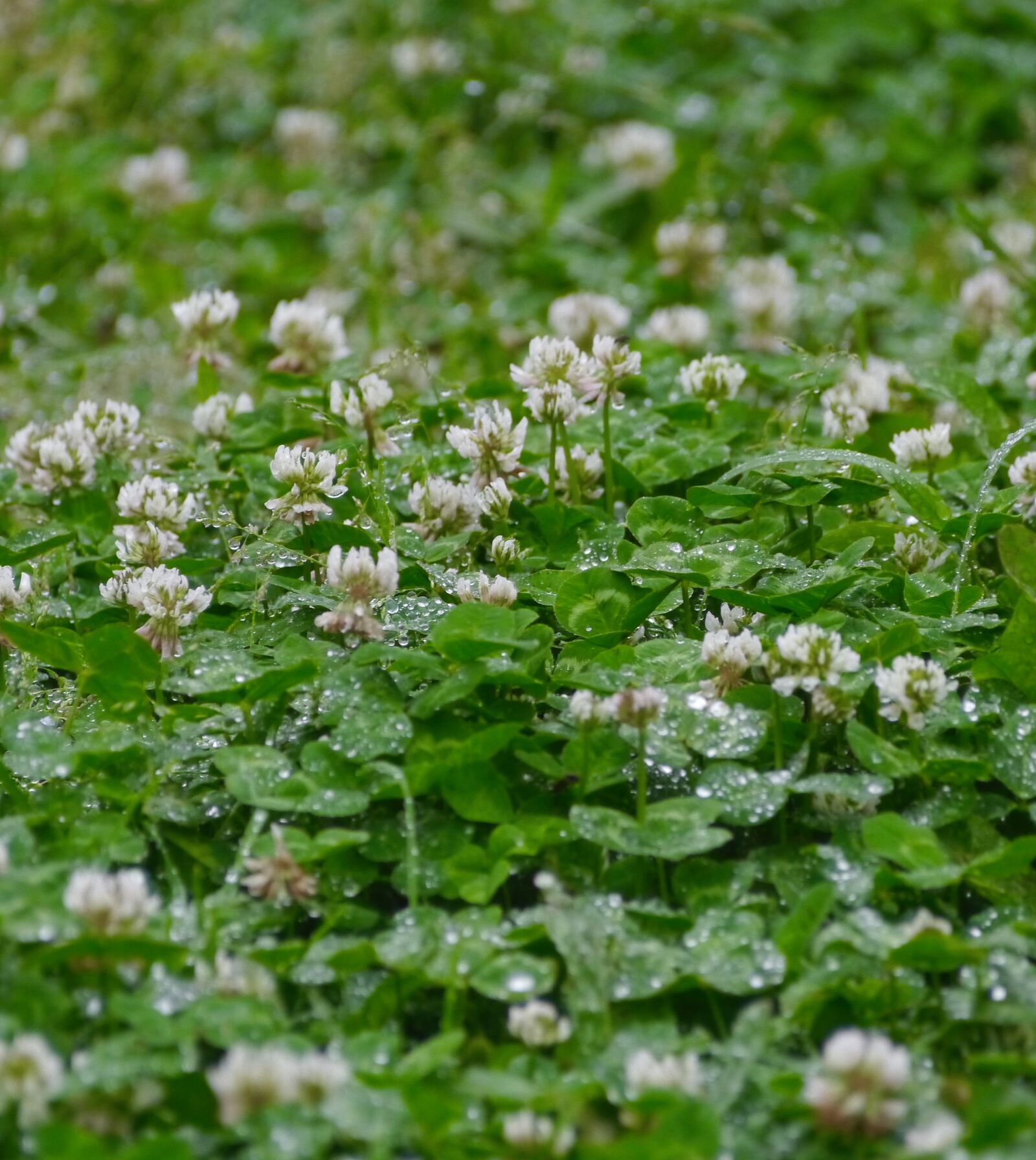 Panasonic Lumix DMC-GX1 sample photo. Rain, astragalus, grass photography