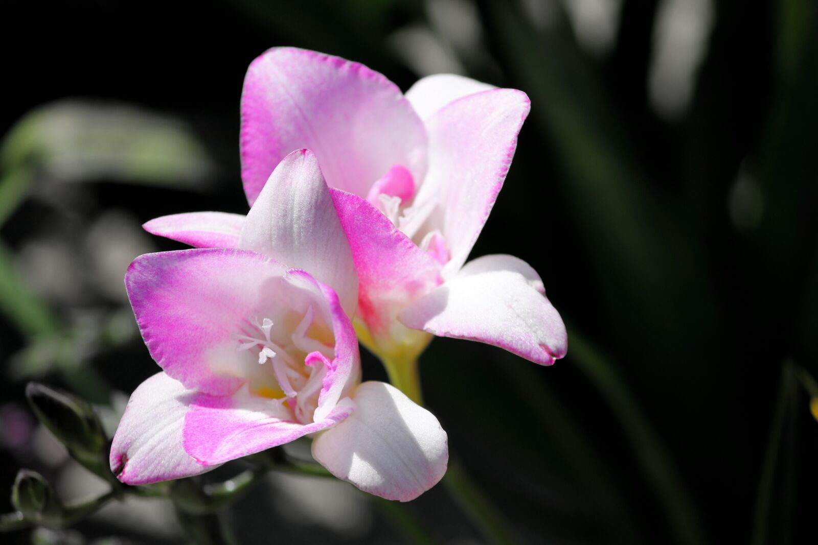 Canon EOS 1100D (EOS Rebel T3 / EOS Kiss X50) sample photo. Freesia, schnittblume, flower photography
