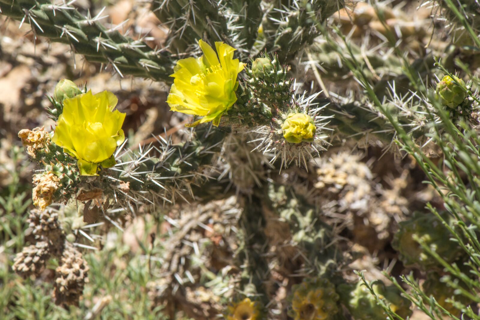 Canon EOS 600D (Rebel EOS T3i / EOS Kiss X5) sample photo. Cactus, blooming, yellow photography