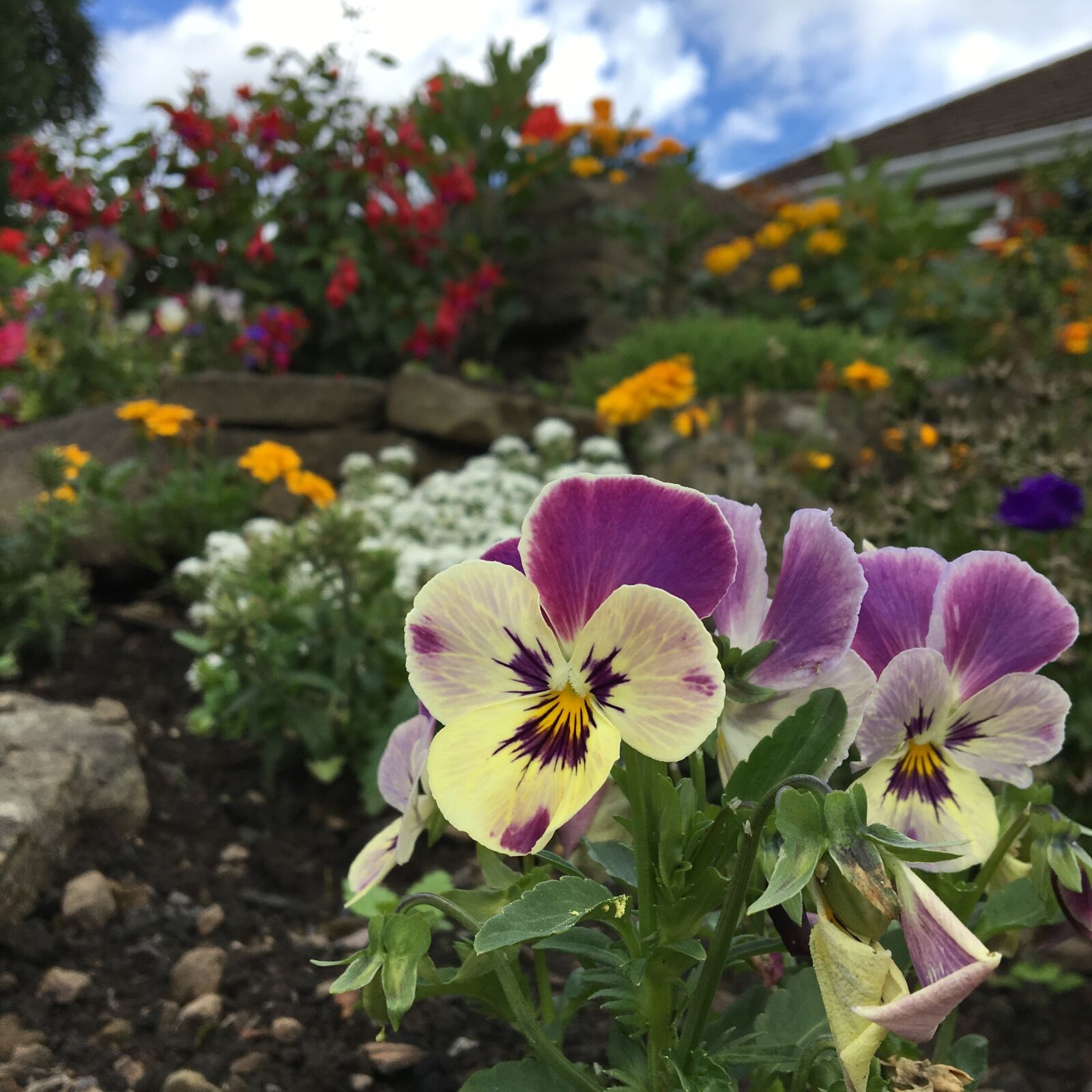 Apple iPhone 6s sample photo. Pansies, flowers, garden photography