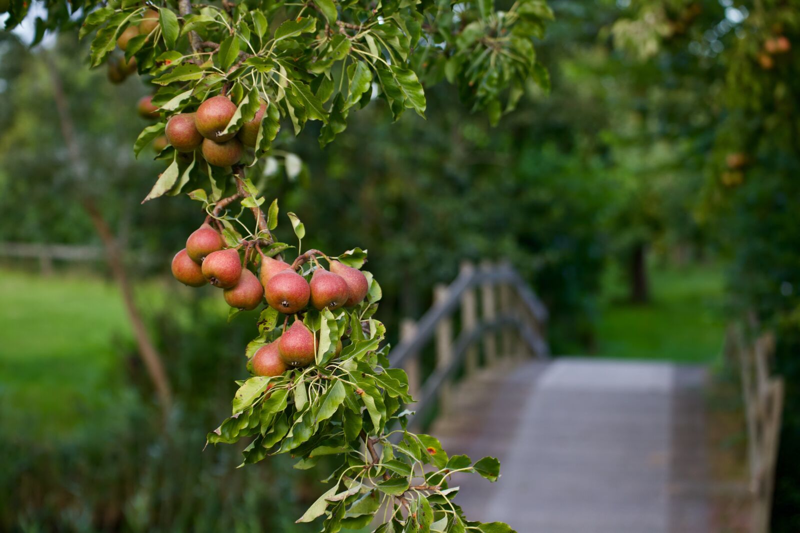Canon EOS 6D Mark II sample photo. Peer, pears, pear tree photography