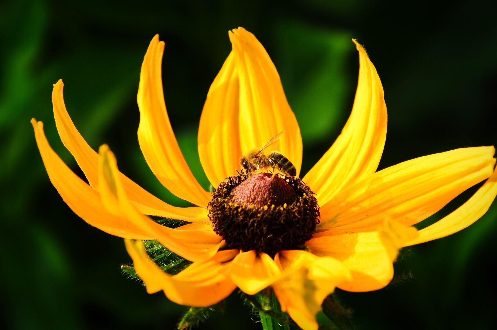 Nikon D5000 sample photo. Bee, flower, yellow photography