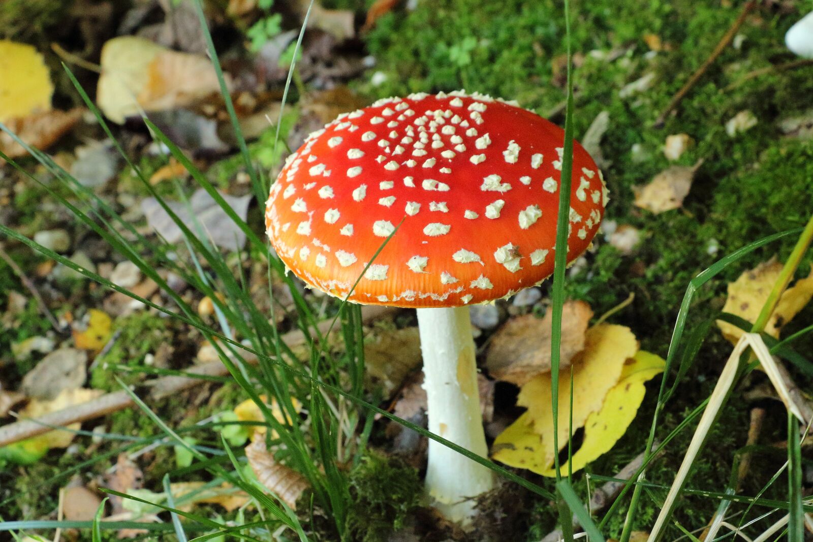 Canon EOS 700D (EOS Rebel T5i / EOS Kiss X7i) sample photo. Fly agaric, mushroom, toxic photography