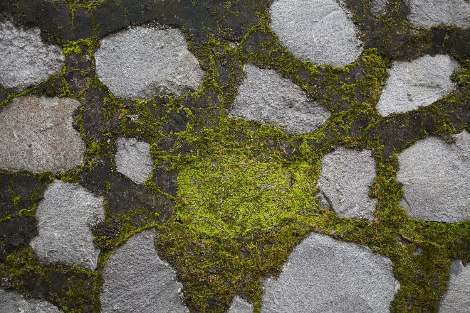 Sony a6400 sample photo. Wall, stone, moss photography