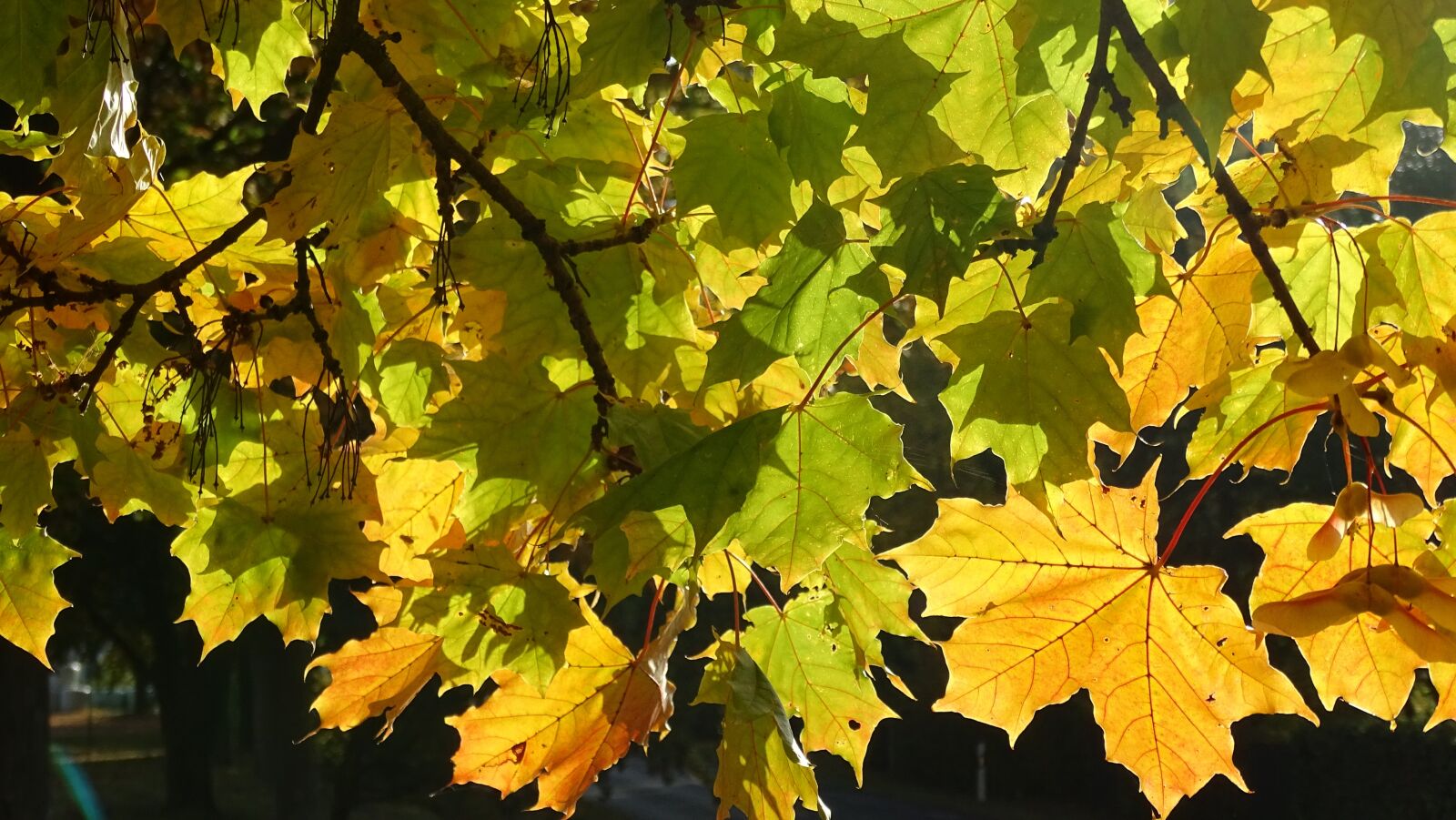 Sony Cyber-shot DSC-HX400V sample photo. Fall foliage, maple, yellow photography