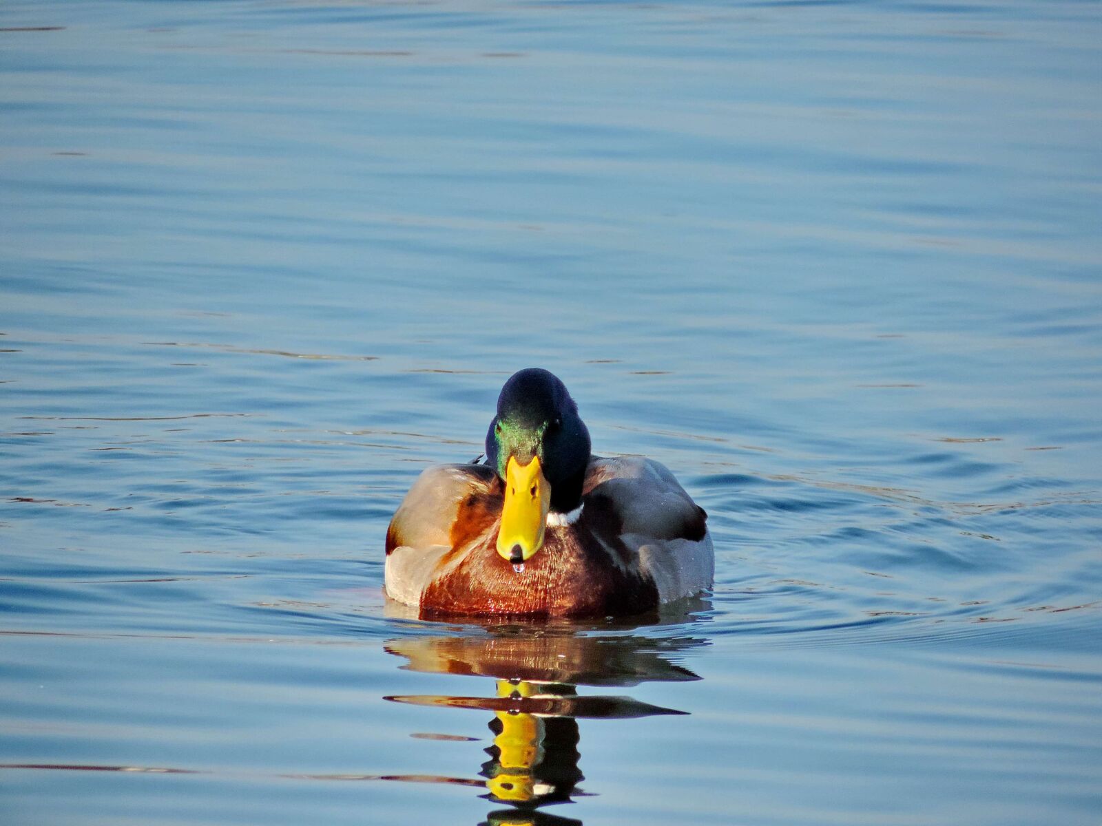 Nikon Coolpix P520 sample photo. Wildlife, lake, water, duck photography