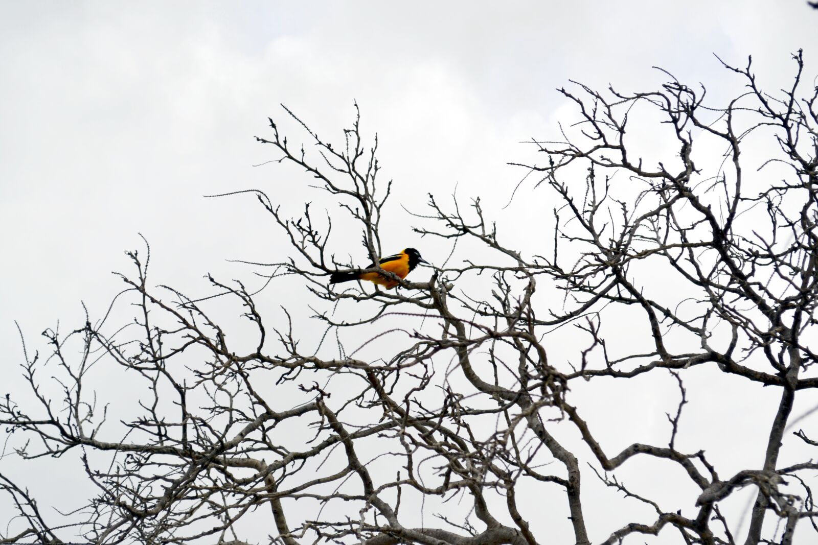 Nikon D3100 sample photo. Summer, caribbean, aruba photography