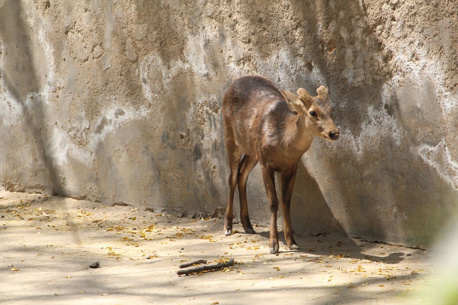 Canon EOS 1200D (EOS Rebel T5 / EOS Kiss X70 / EOS Hi) sample photo. Deer, zoo, cage photography