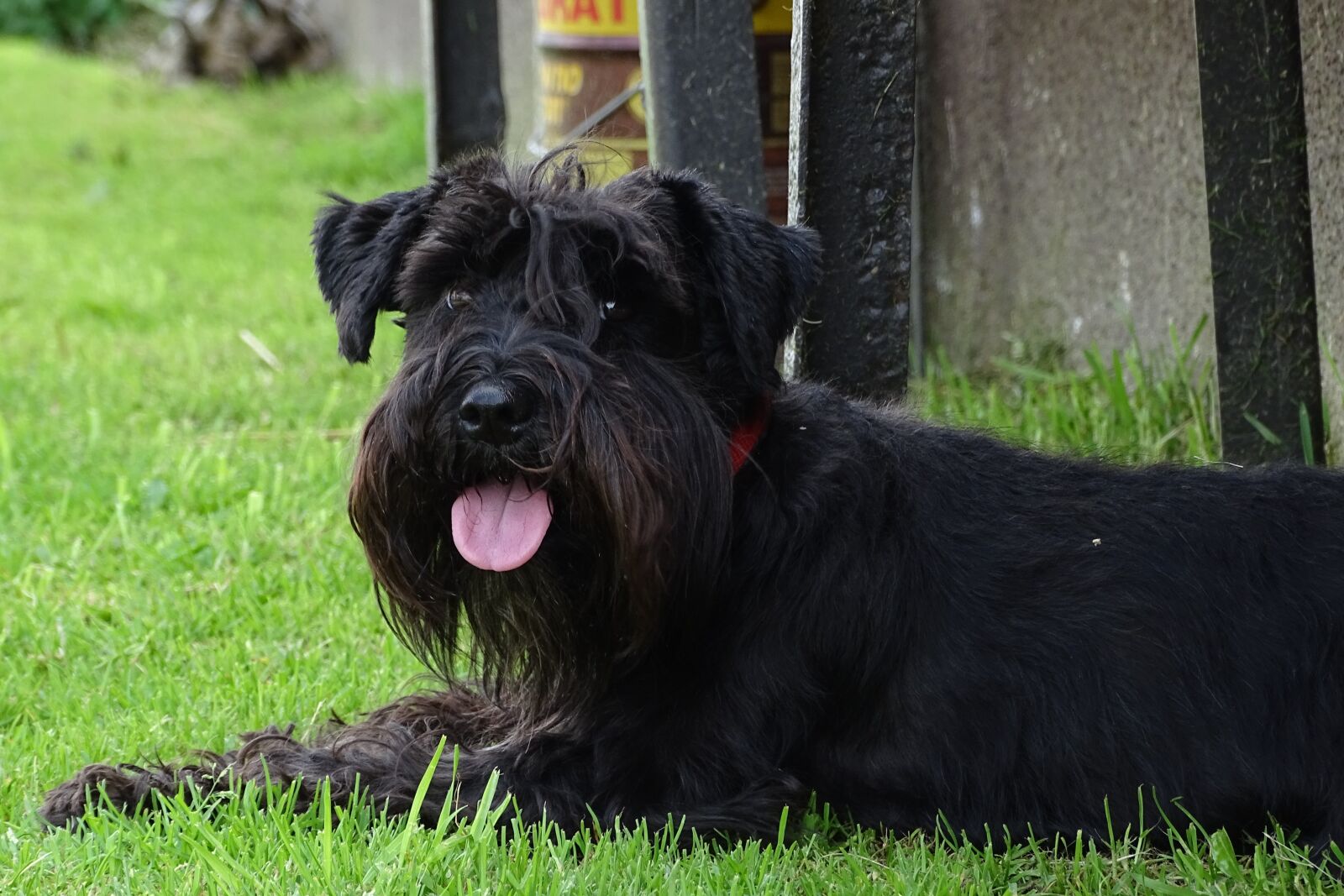 Sony Cyber-shot DSC-HX400V sample photo. Schnauzer, dog breed, dog photography