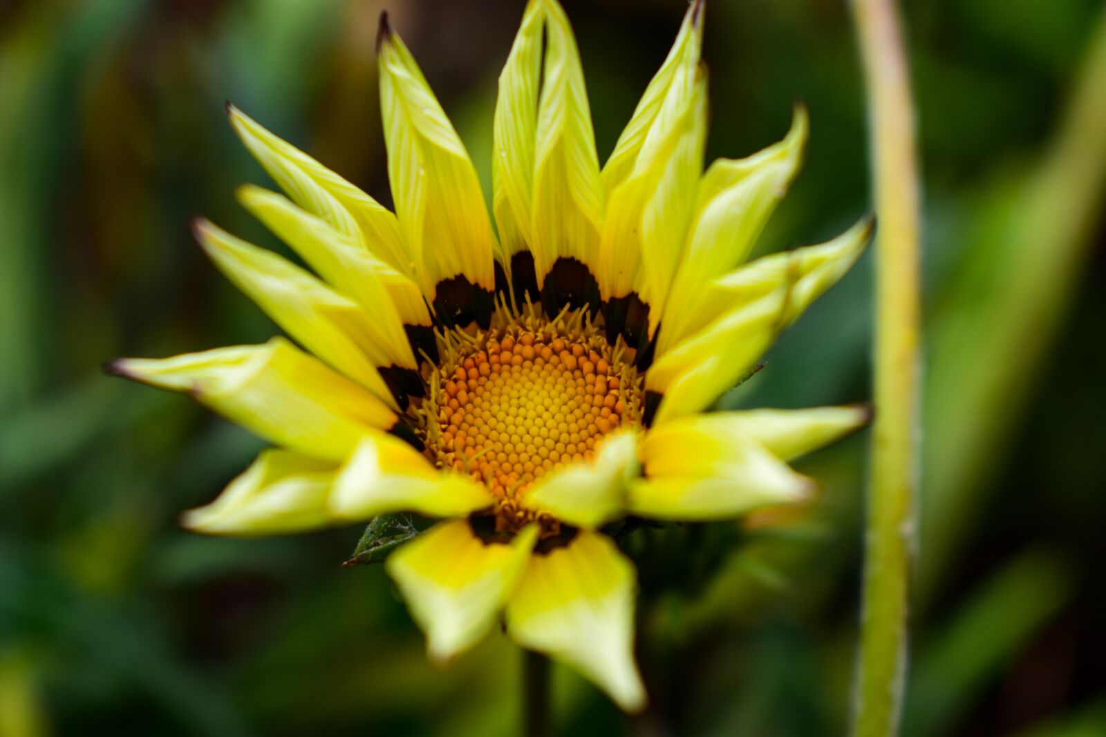 Nikon D3400 sample photo. Nature, plant, flower photography