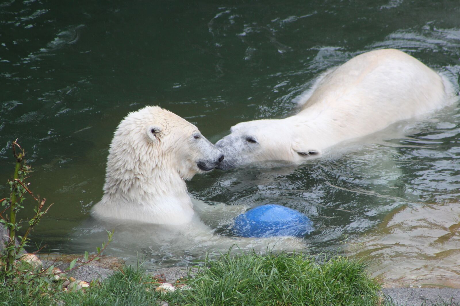 Canon EOS 500D (EOS Rebel T1i / EOS Kiss X3) sample photo. Polar bear, water, swimming photography