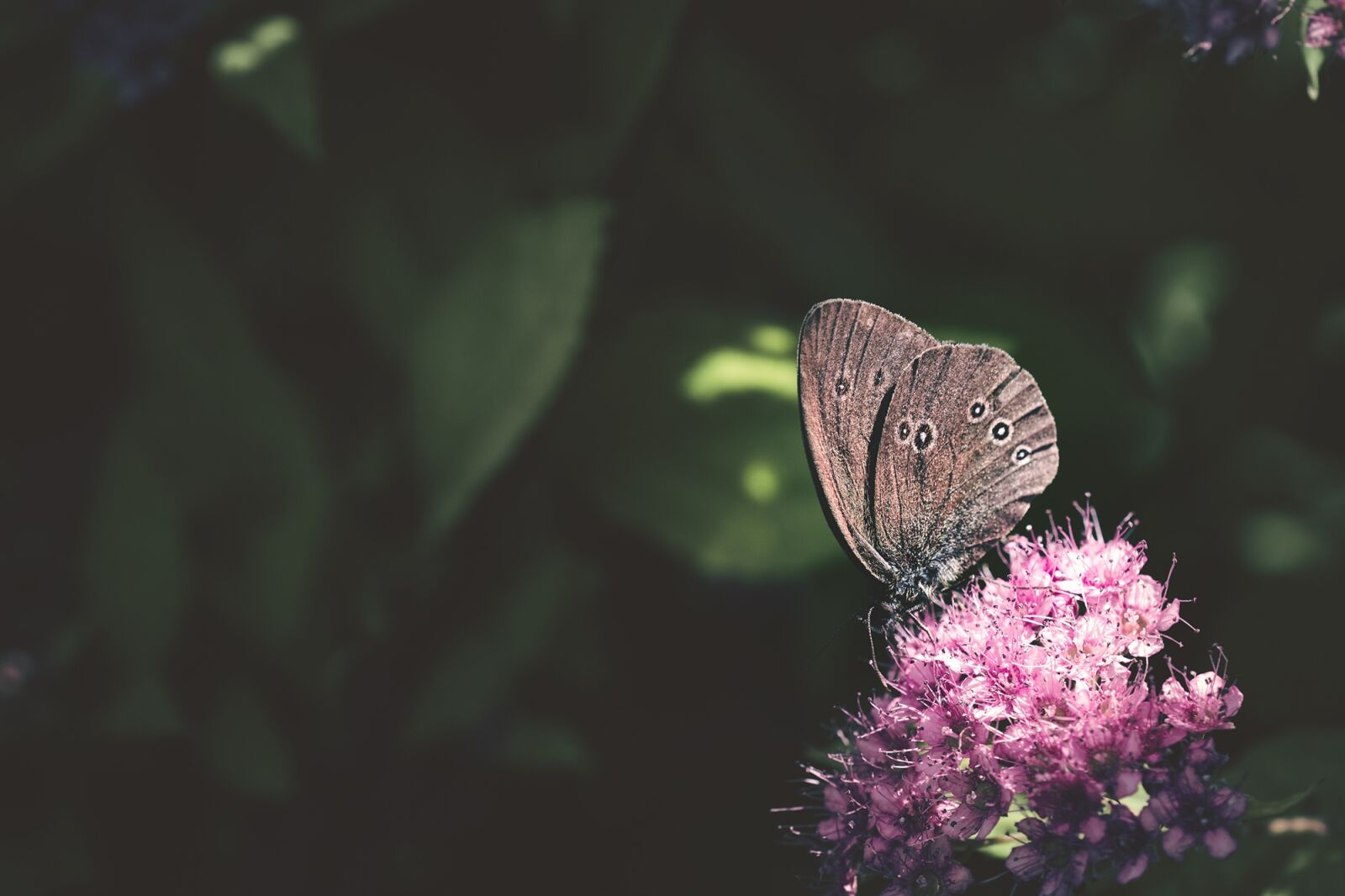 Nikon D7100 sample photo. Butterfly, chimney sweep, aphantopus photography