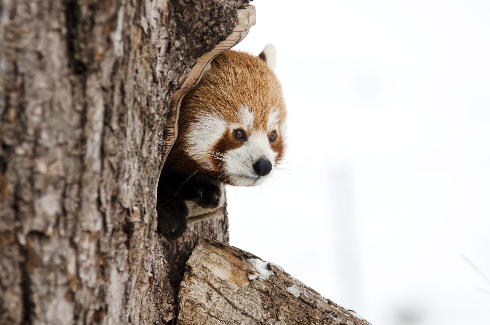 Nikon D5100 sample photo. Red panda, chinese panda photography