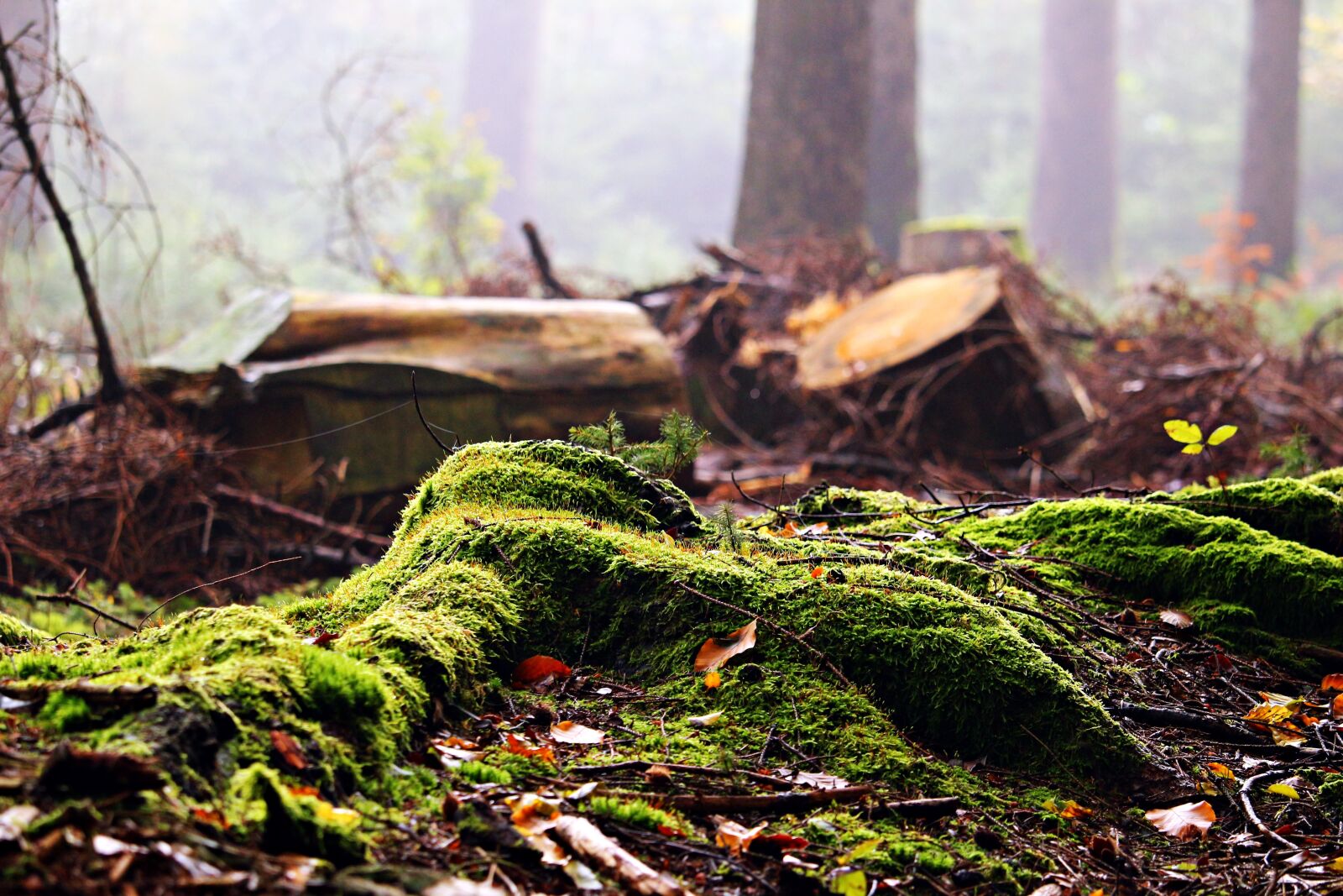 Canon EOS 100D (EOS Rebel SL1 / EOS Kiss X7) sample photo. Forest, moss, tree stump photography