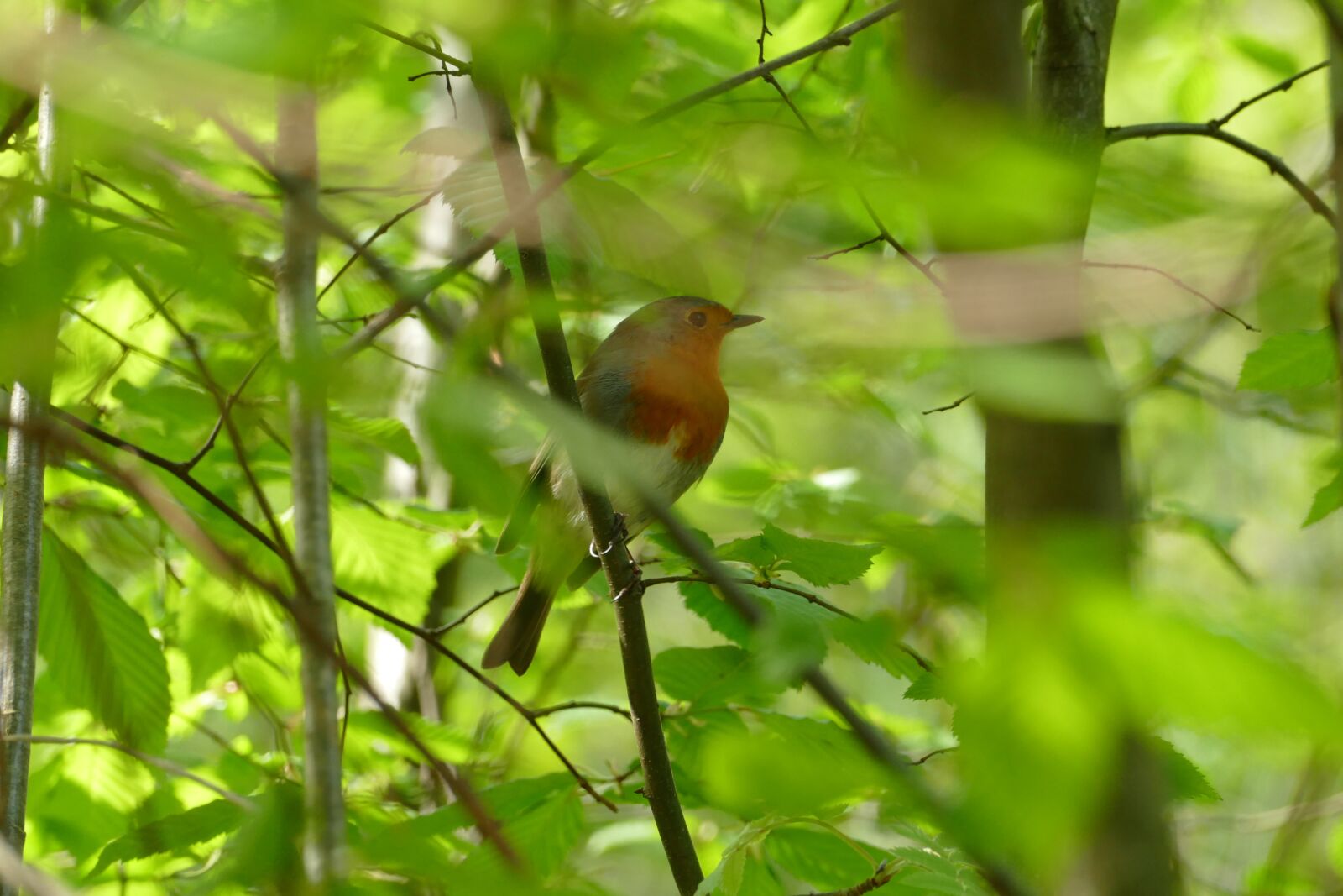 Panasonic Lumix DMC-FZ1000 sample photo. Bird, freedom, nature photography