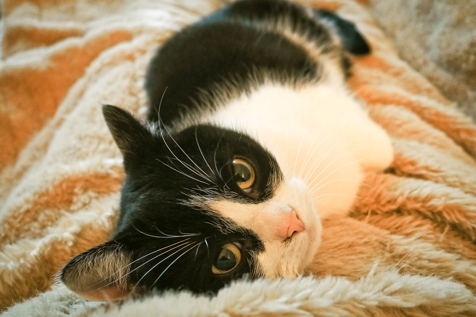 Olympus OM-D E-M10 sample photo. Cat, animal, pet photography