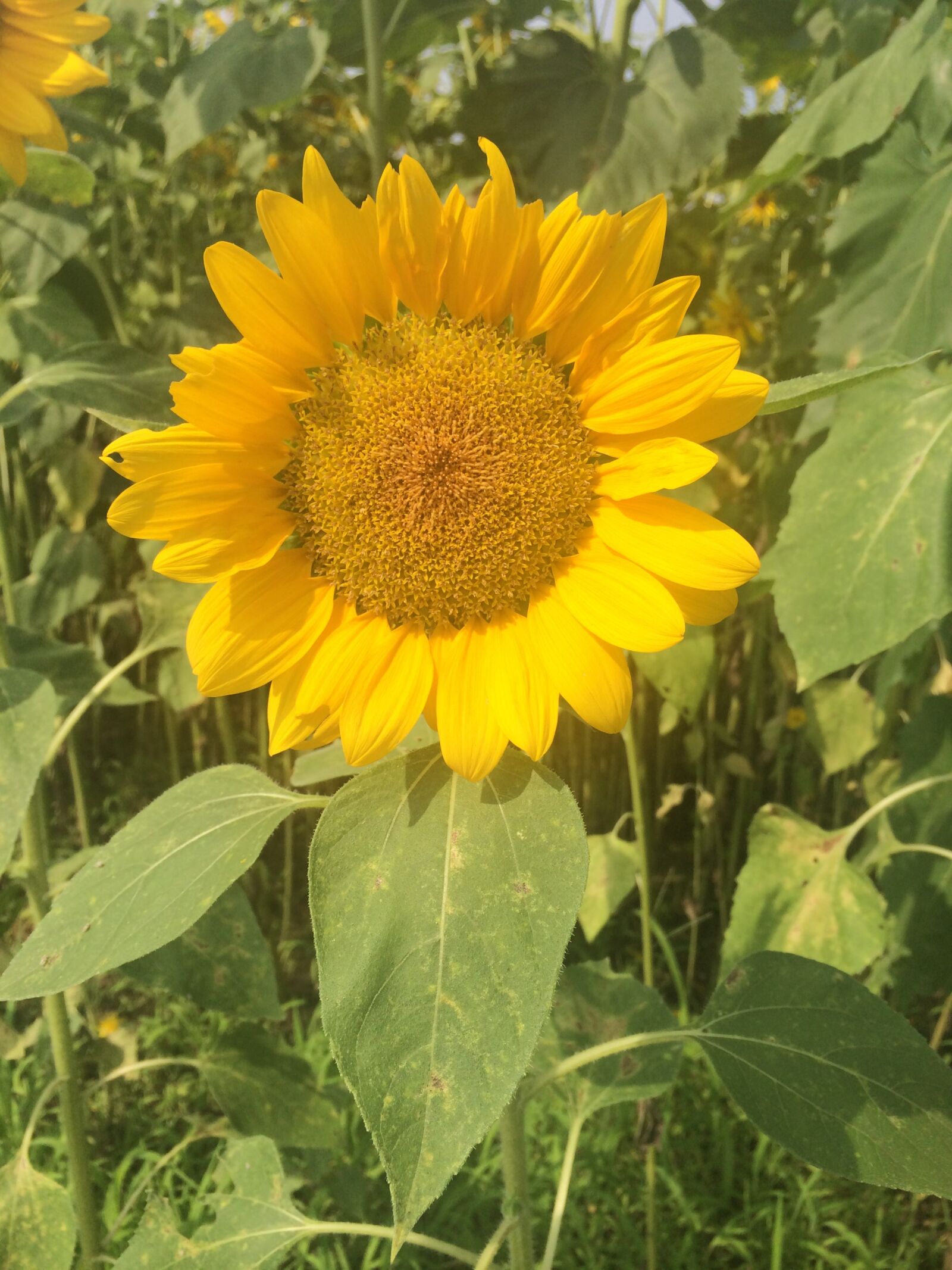 iPhone 5s back camera 4.12mm f/2.2 sample photo. Sunflower, summer, cheerfulness photography