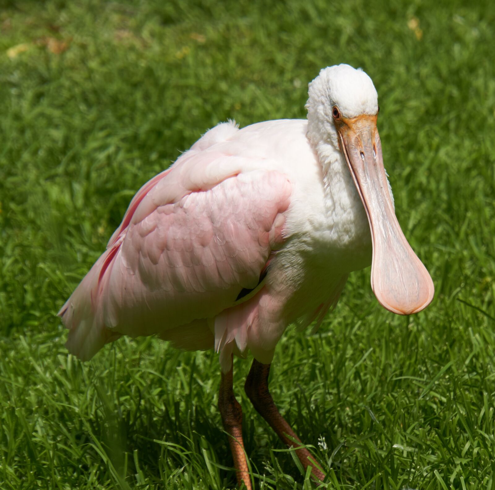 Sony a6500 sample photo. Roseate spoonbill, bird, nature photography
