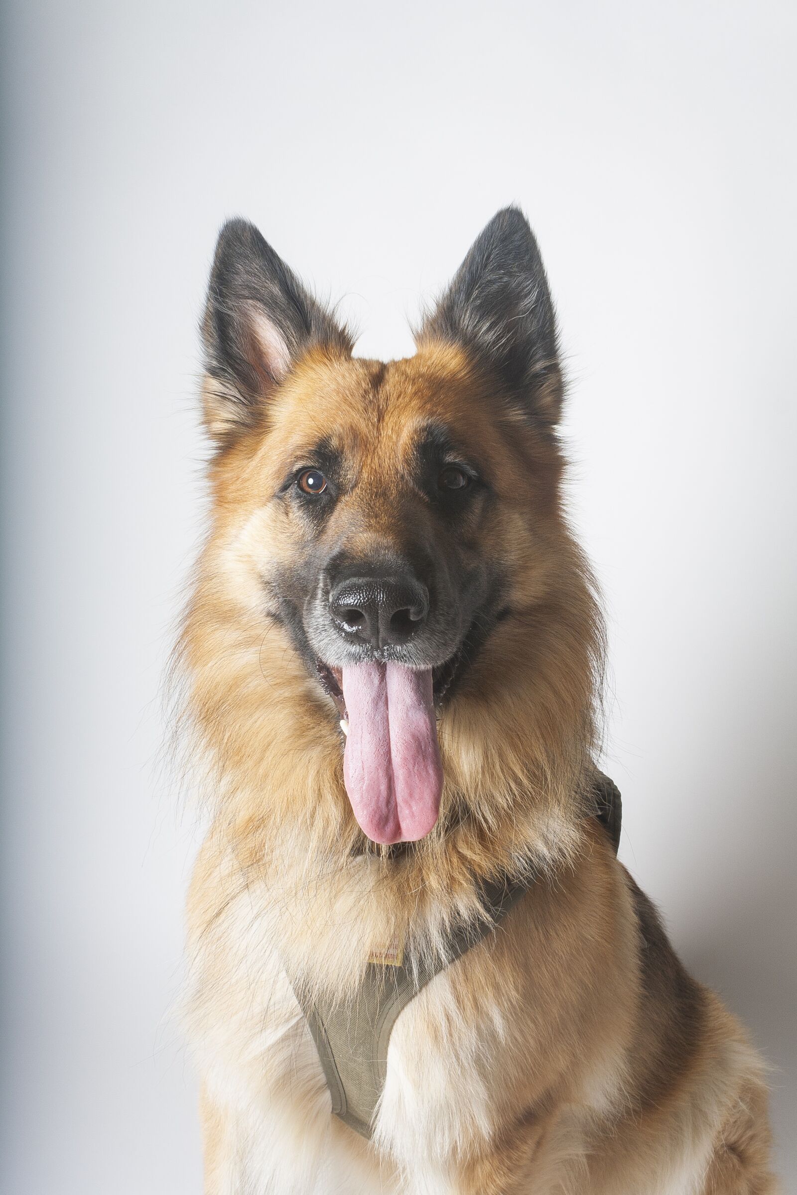 Canon EOS 1000D (EOS Digital Rebel XS / EOS Kiss F) sample photo. Dog, german shepherd, animal photography