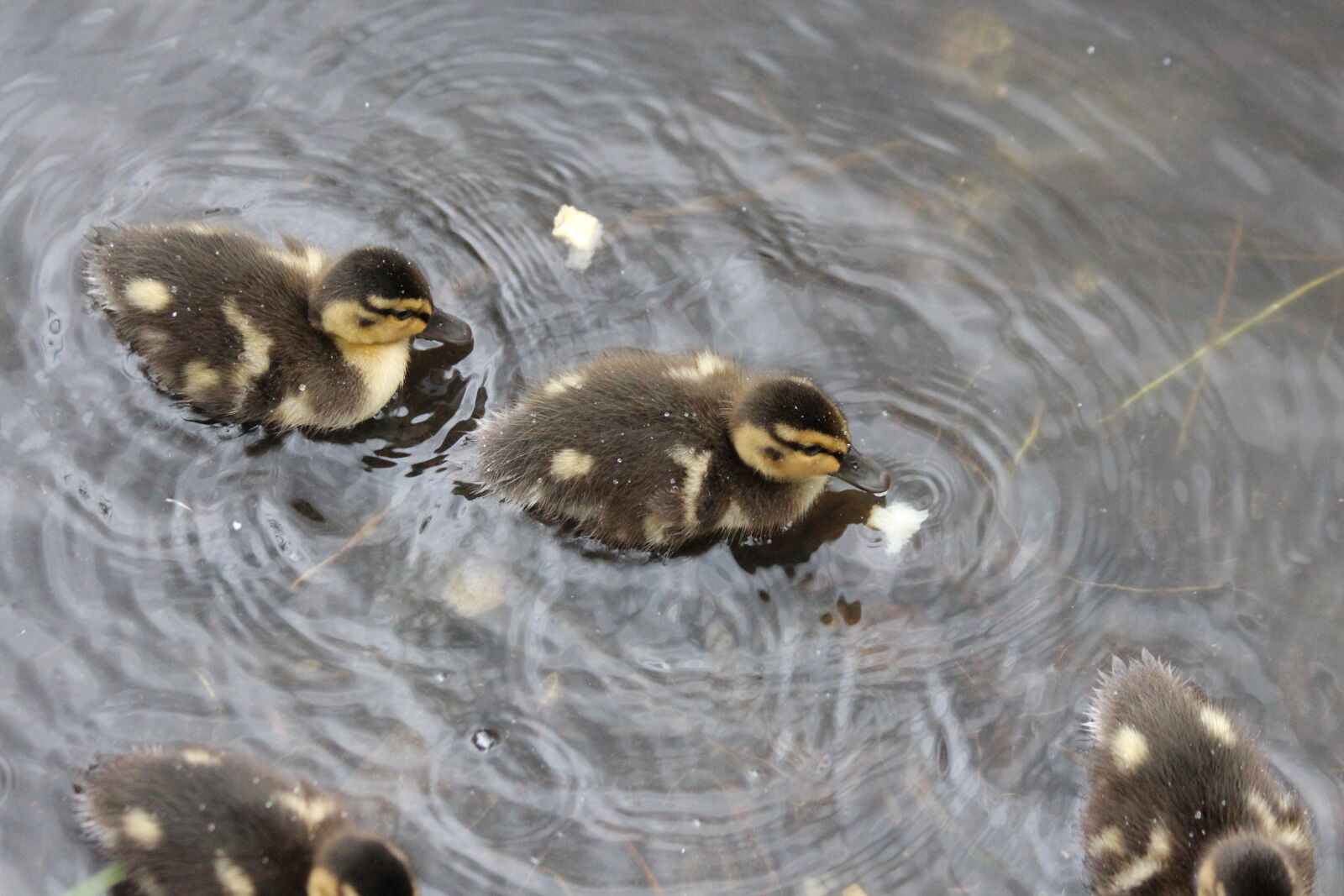 Canon EOS 650D (EOS Rebel T4i / EOS Kiss X6i) sample photo. Ducklings, anas platyrhynchos, duck photography