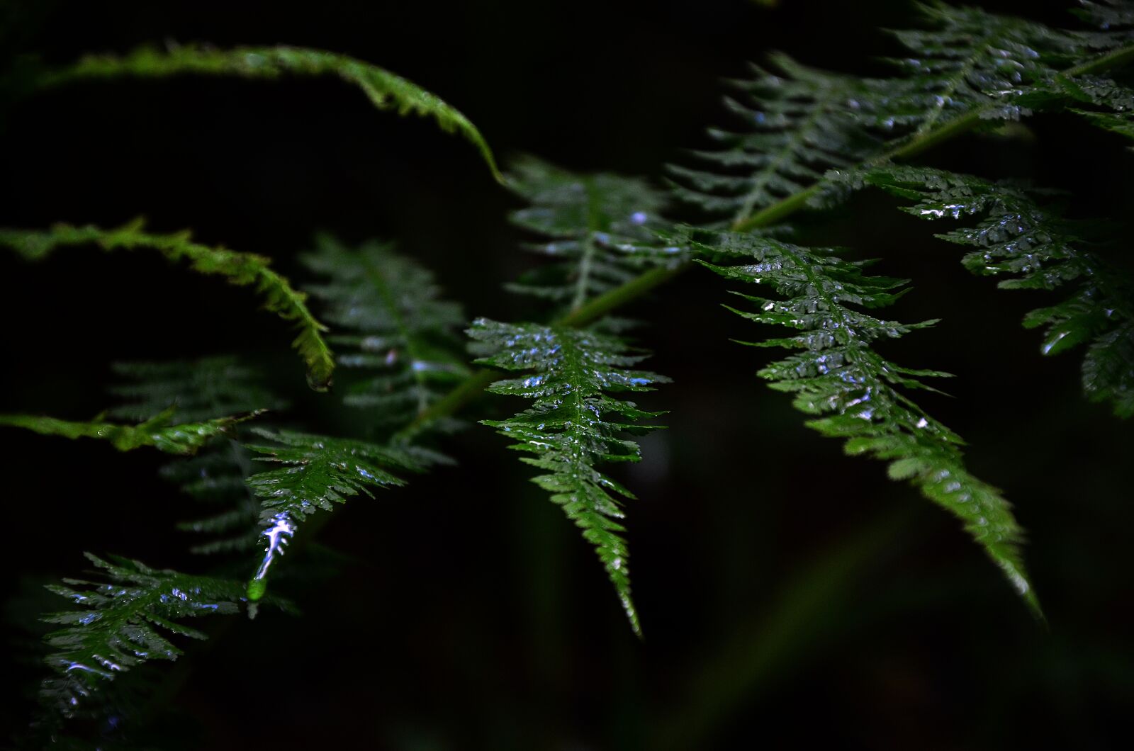 Nikon D5100 sample photo. Green, plant, fern photography