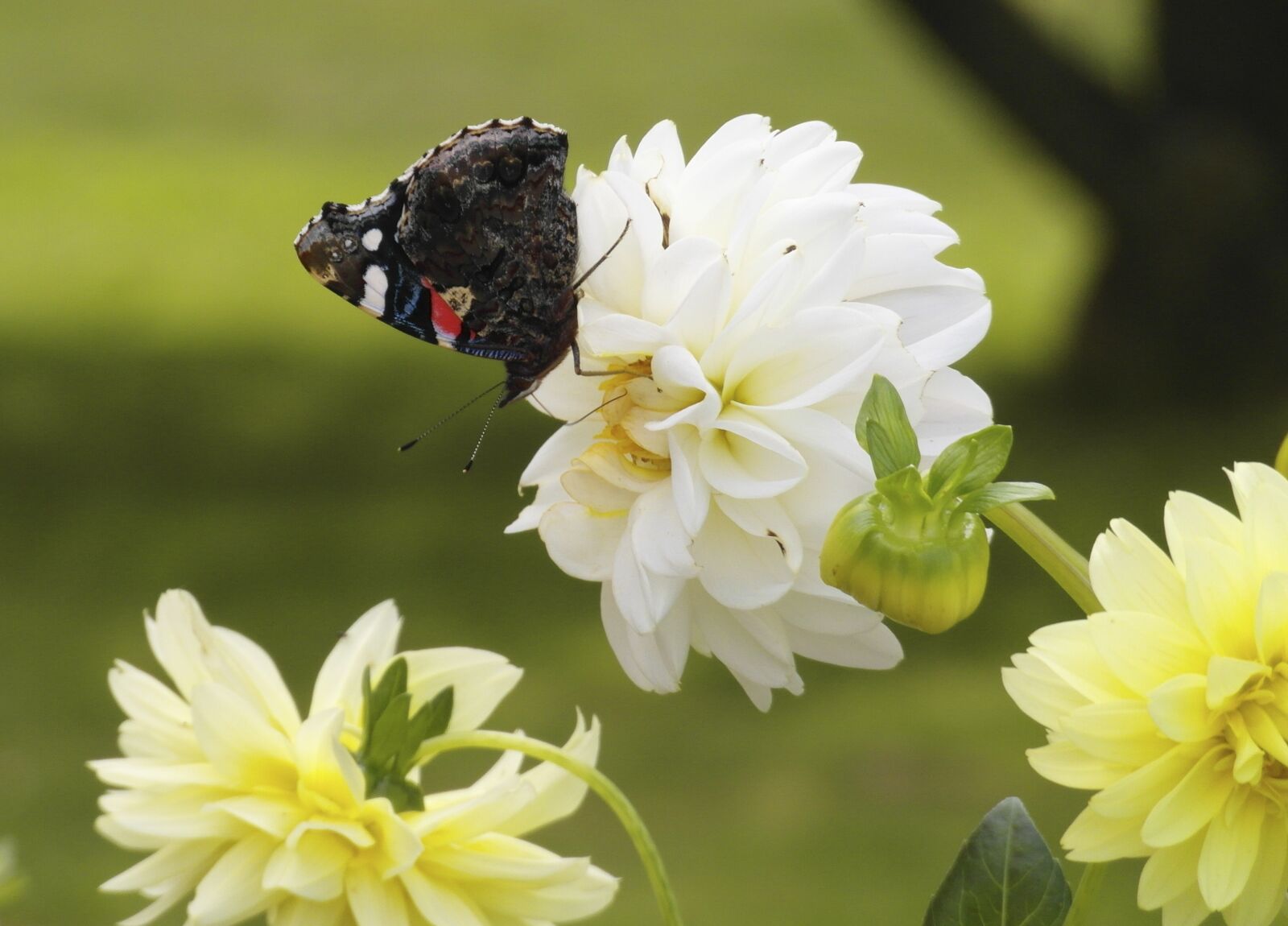 Samsung WB750 sample photo. Dahlia, flower, butterfly photography