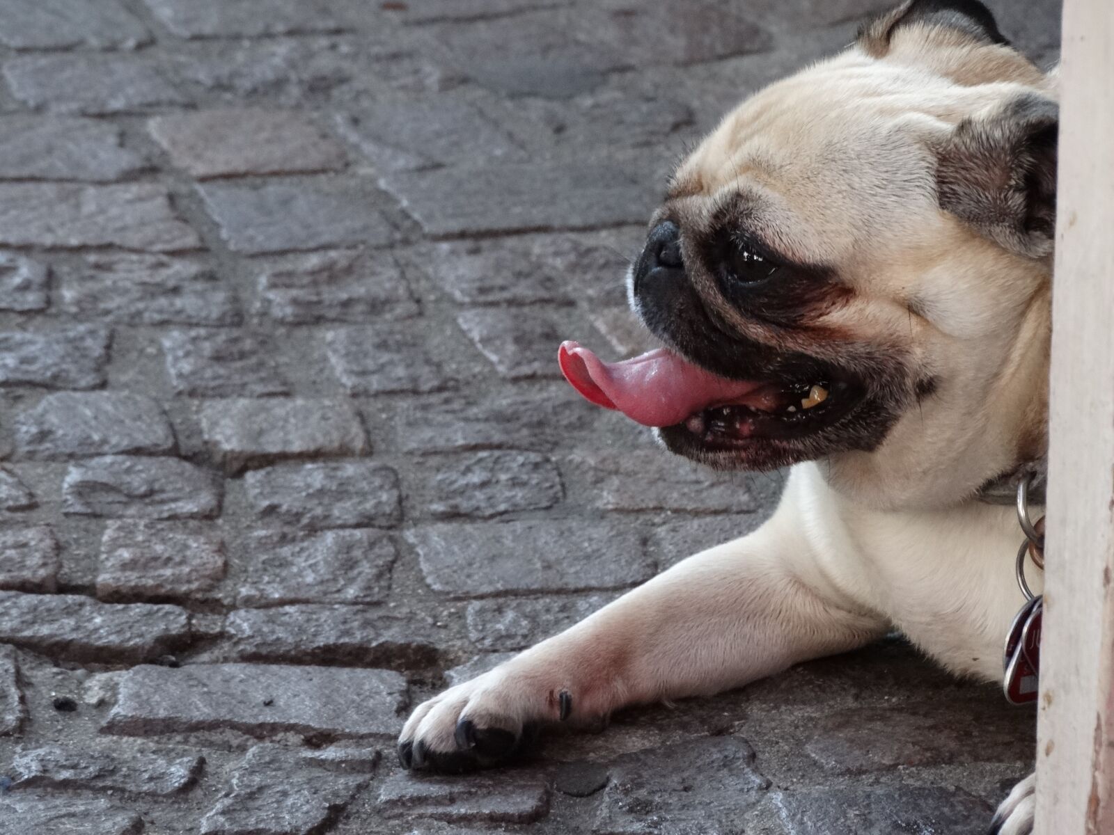 Sony Cyber-shot DSC-HX300 sample photo. Dog, language, muzzles photography